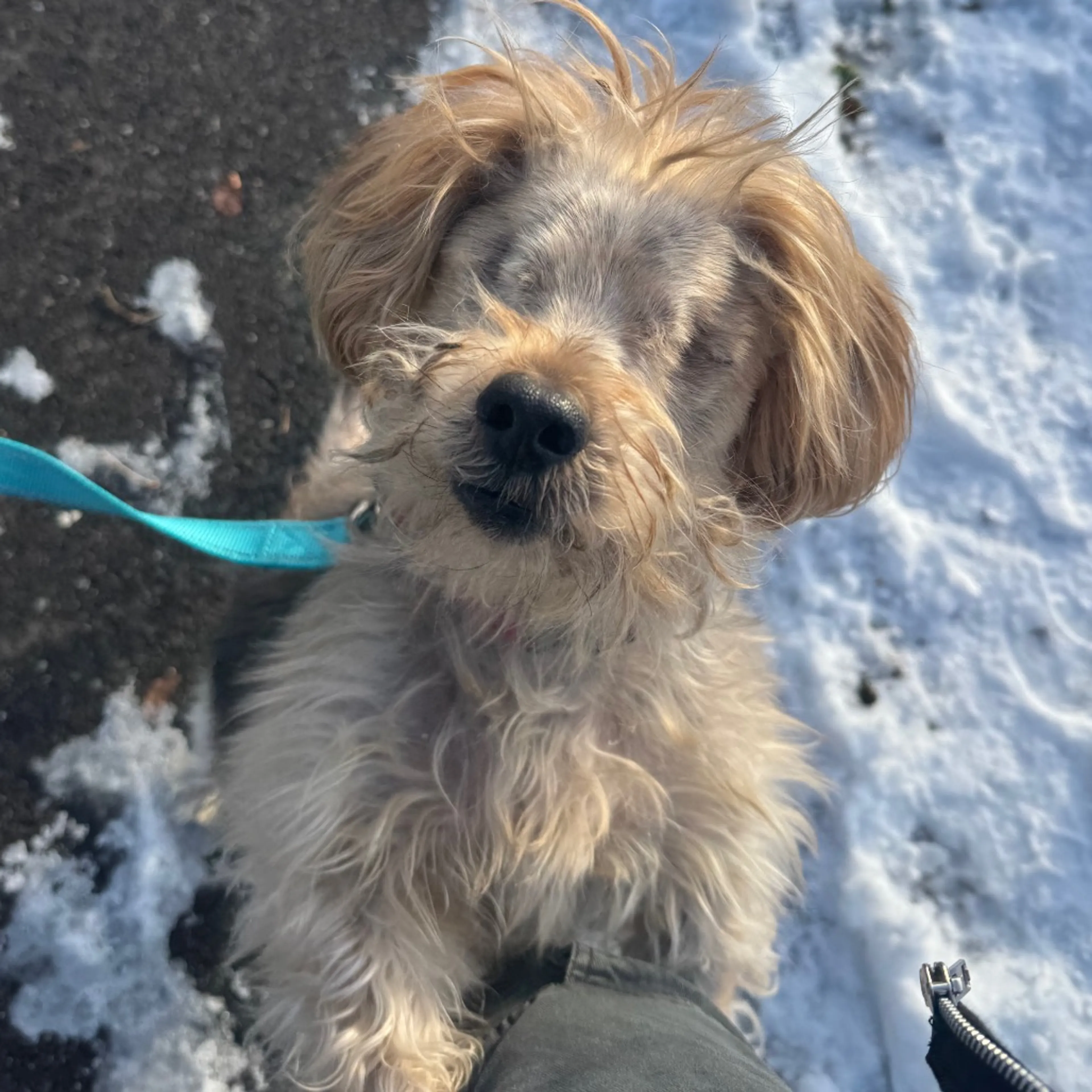 Found pet-10