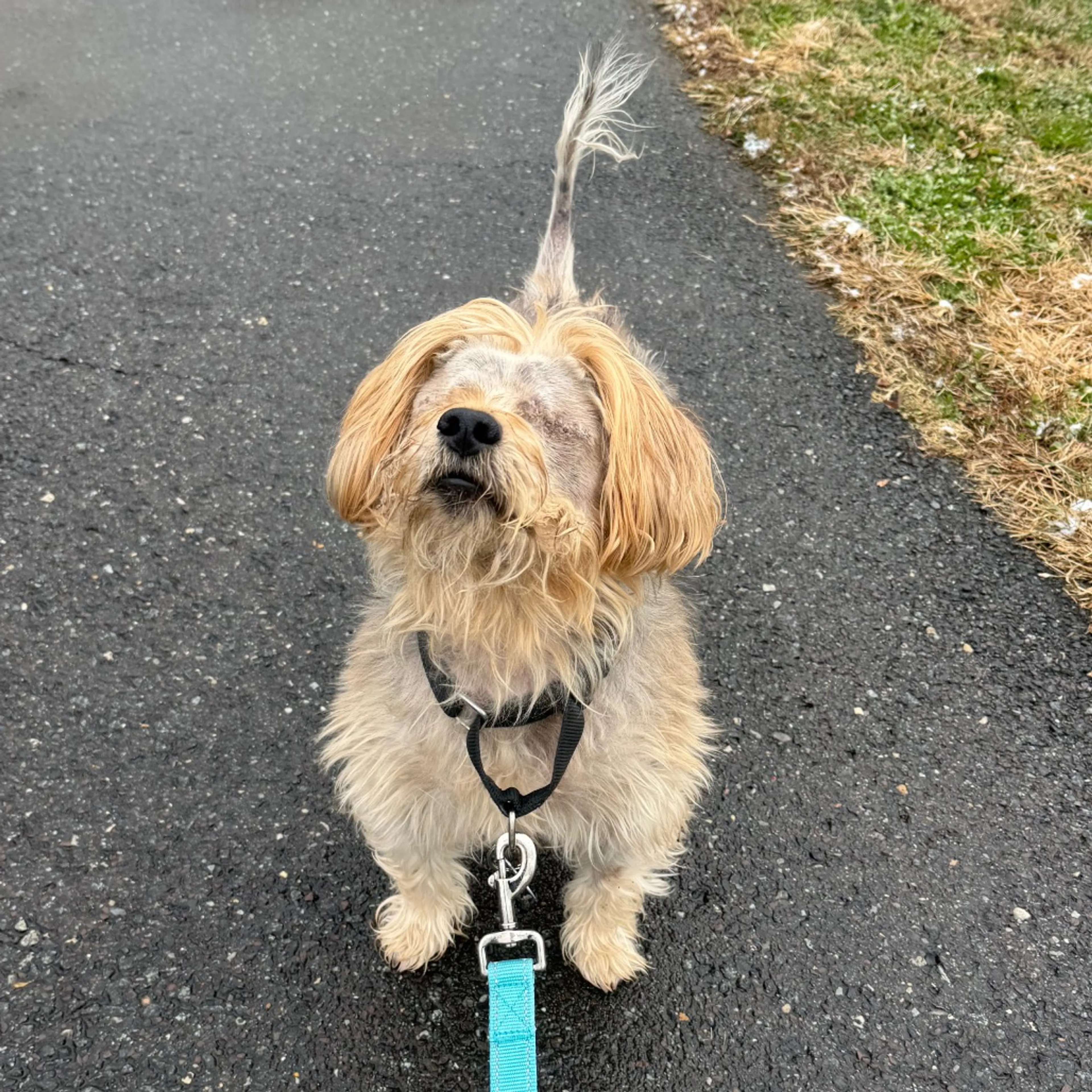 Found pet-1