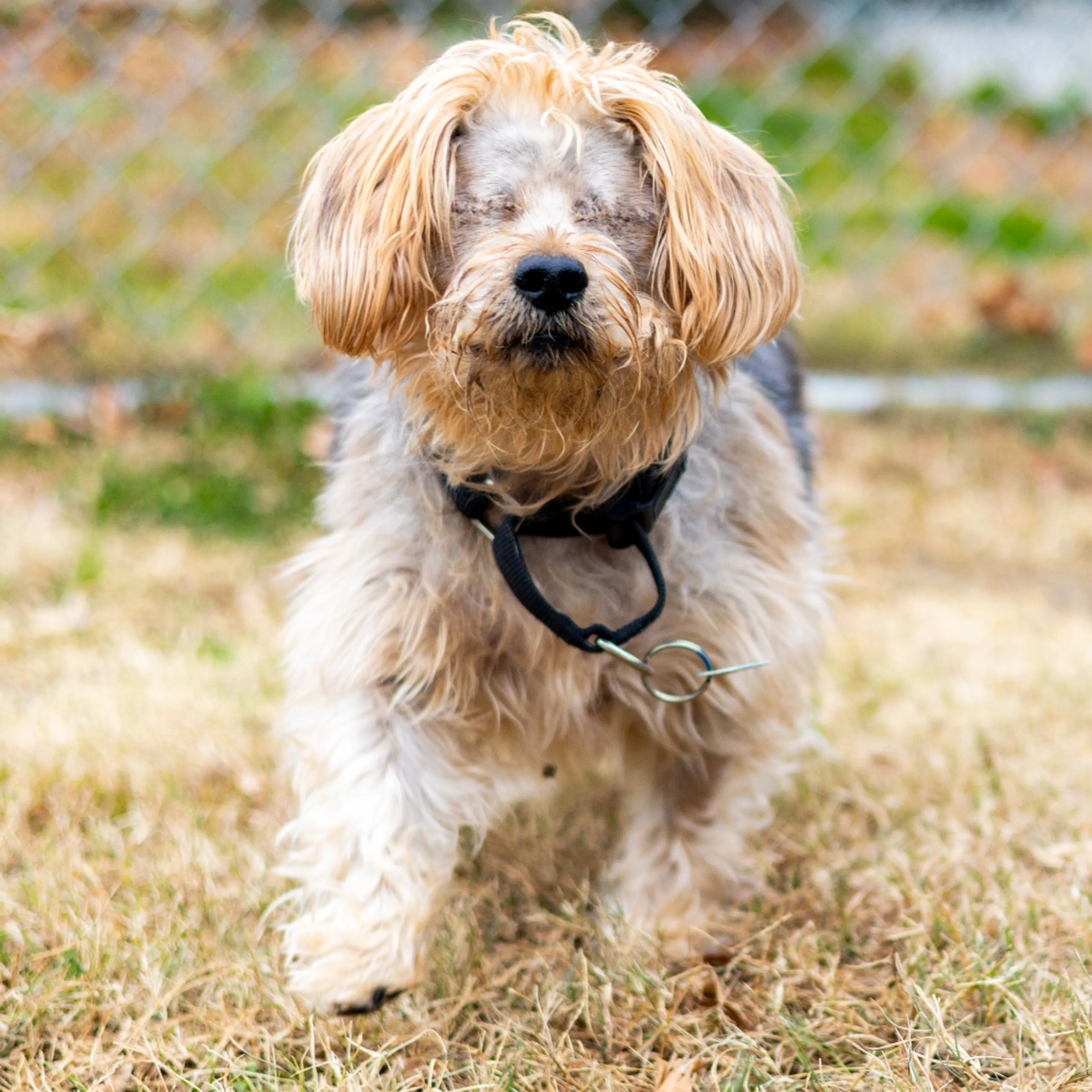 Found pet-8