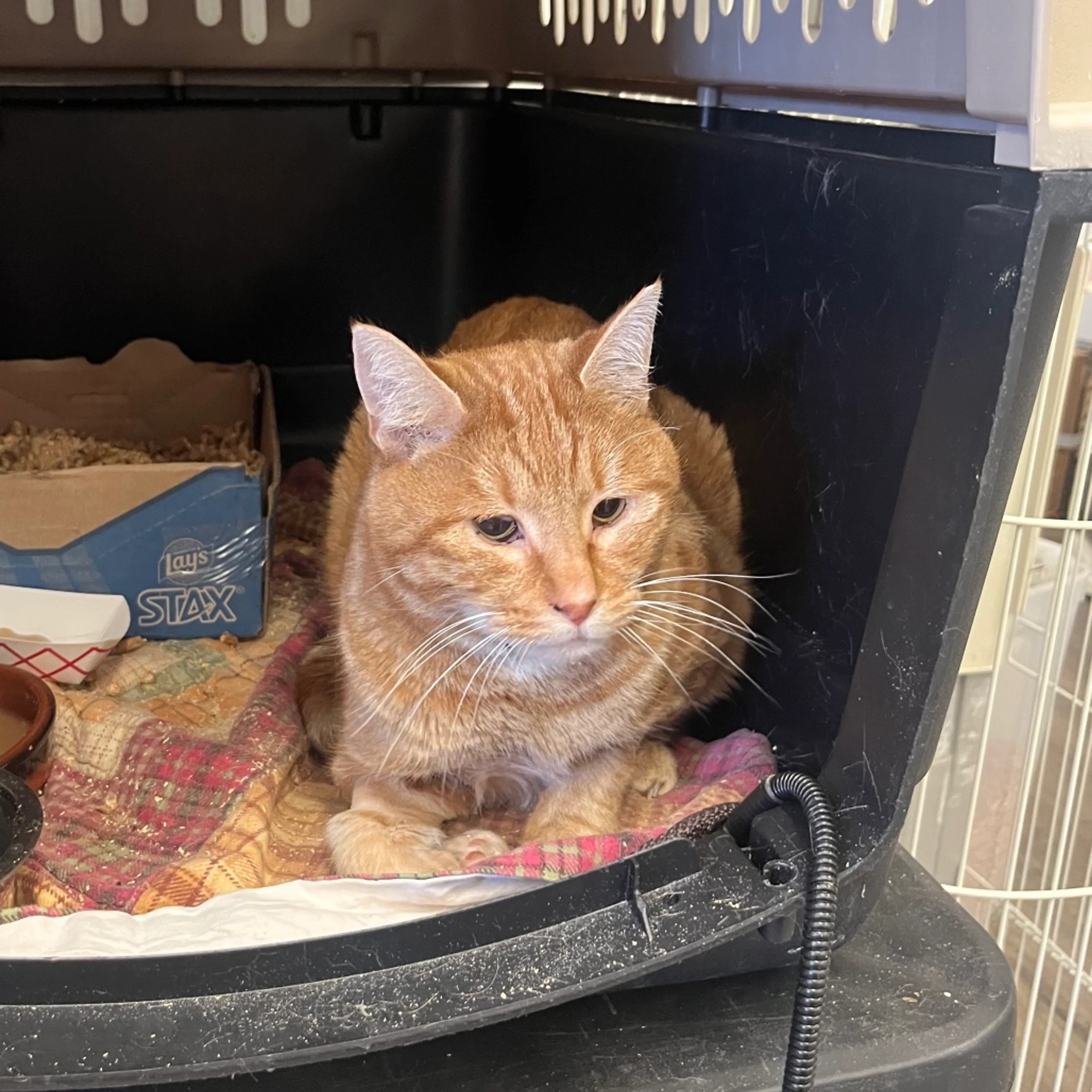 Found pet