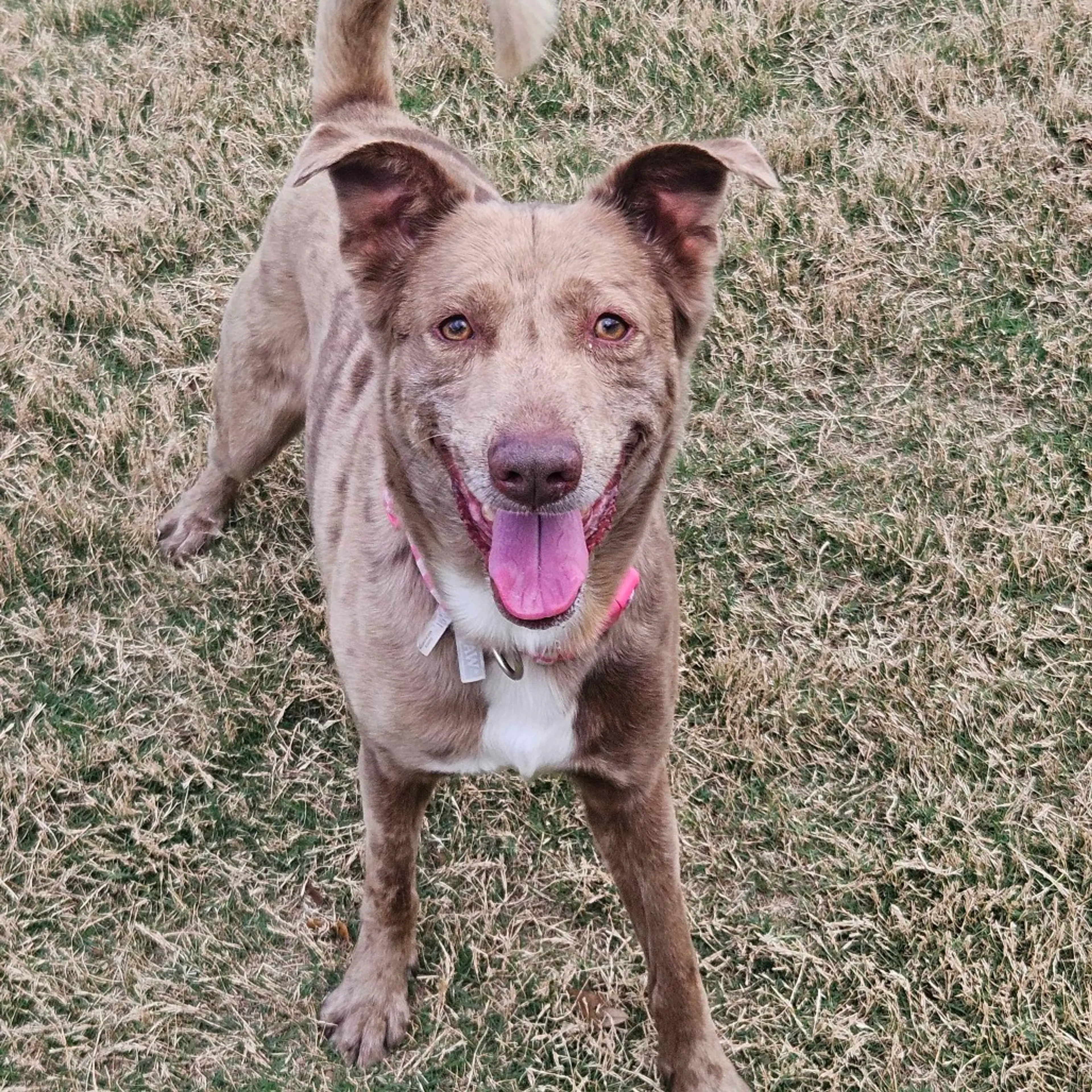 Found pet-7