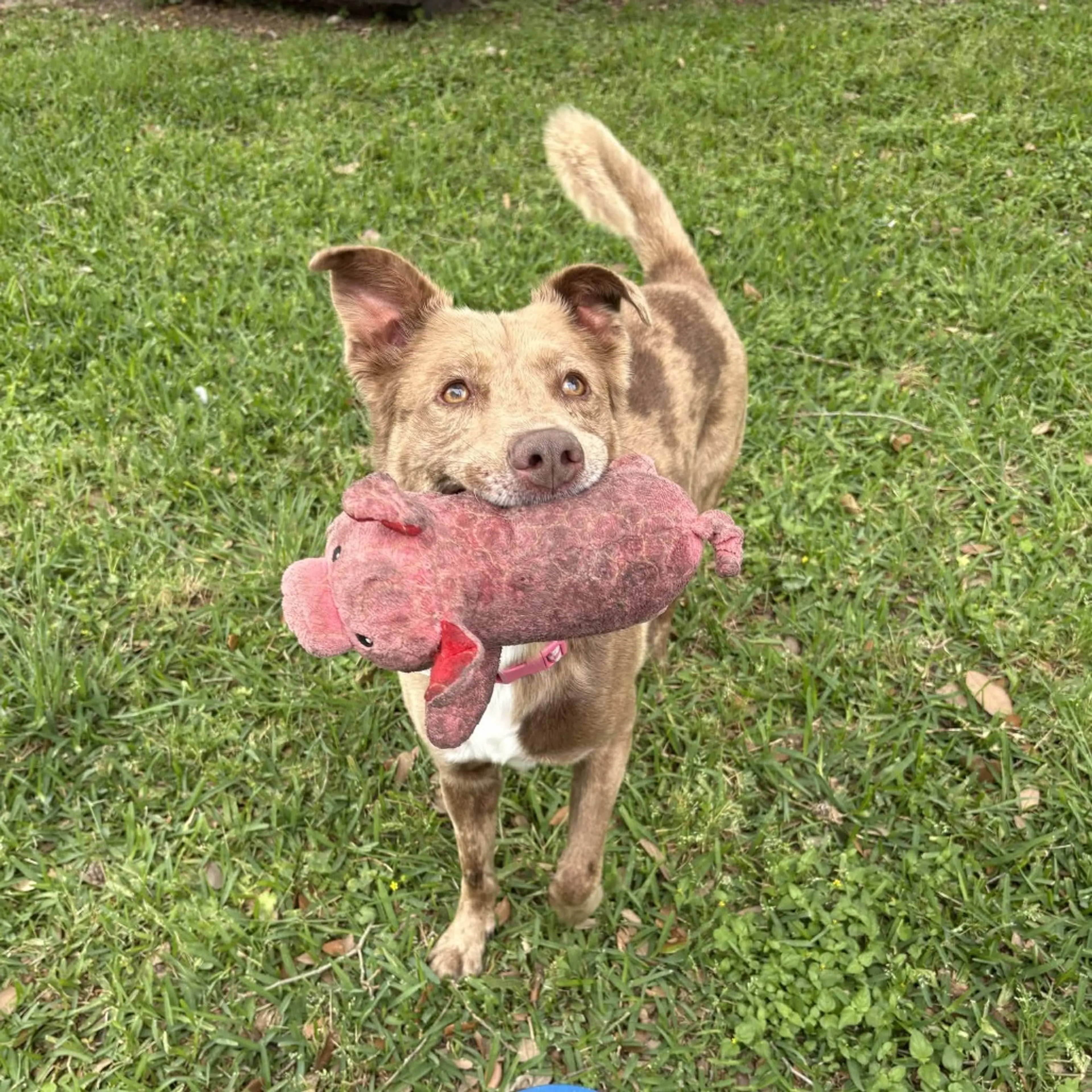 Found pet-12