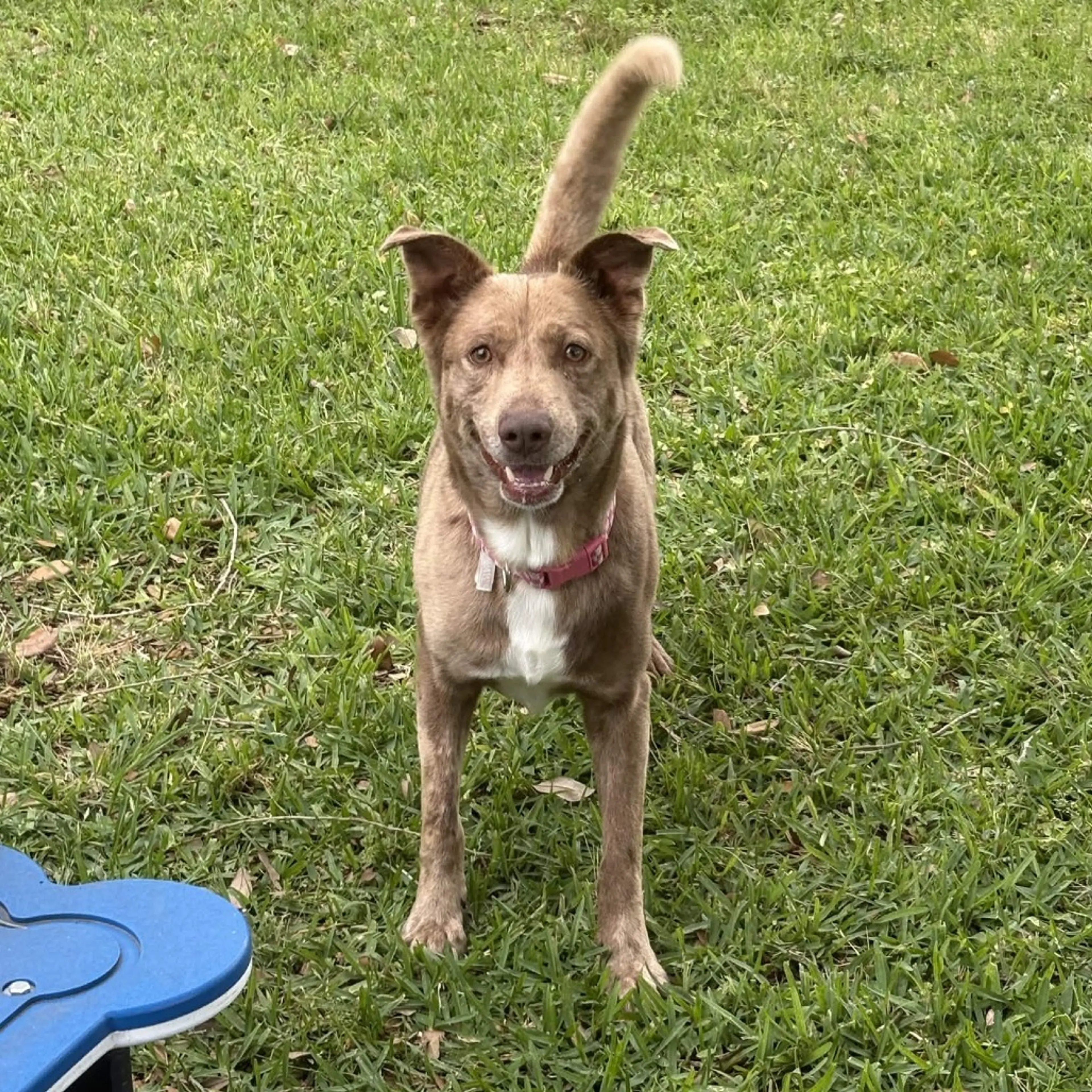 Found pet-11