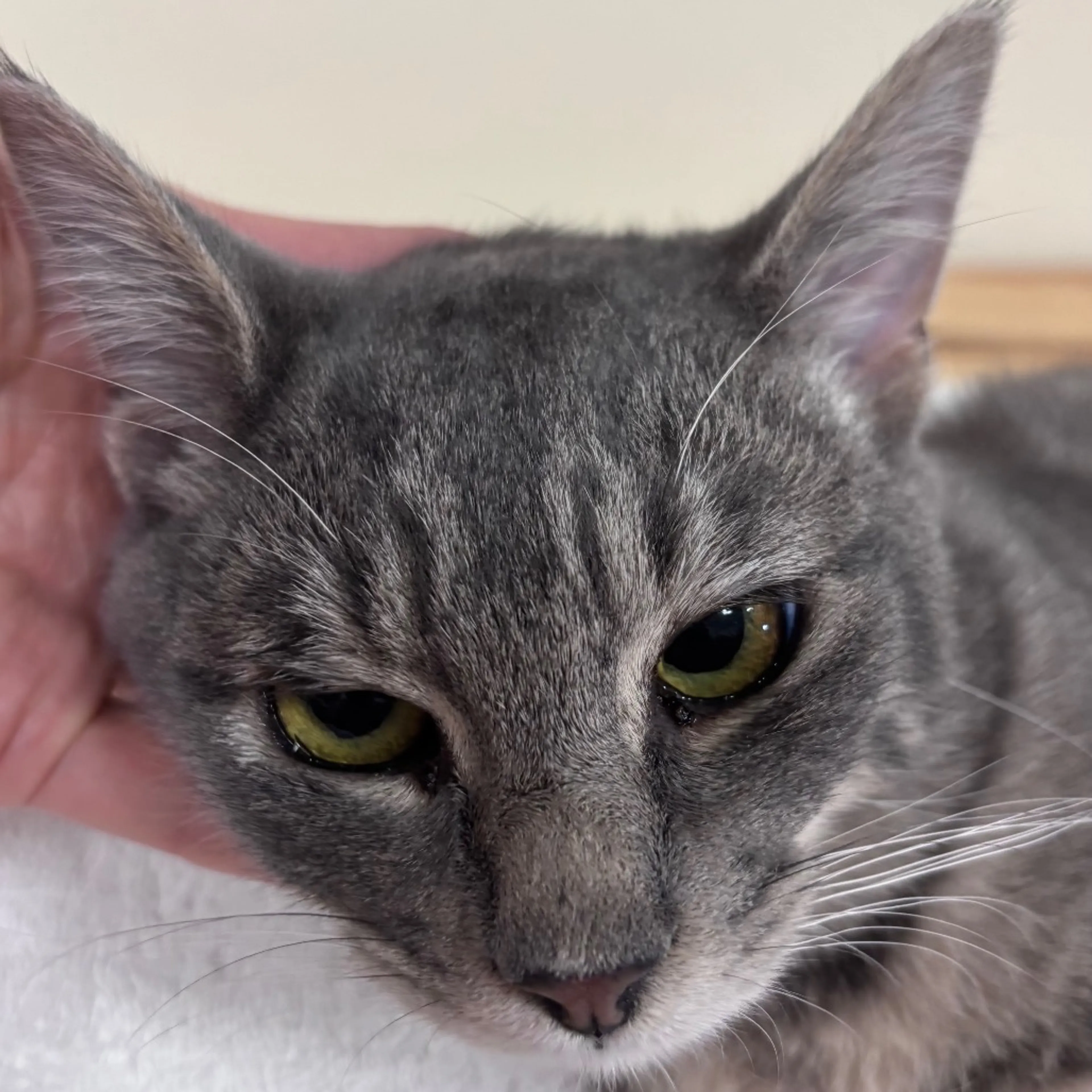 Found pet-1
