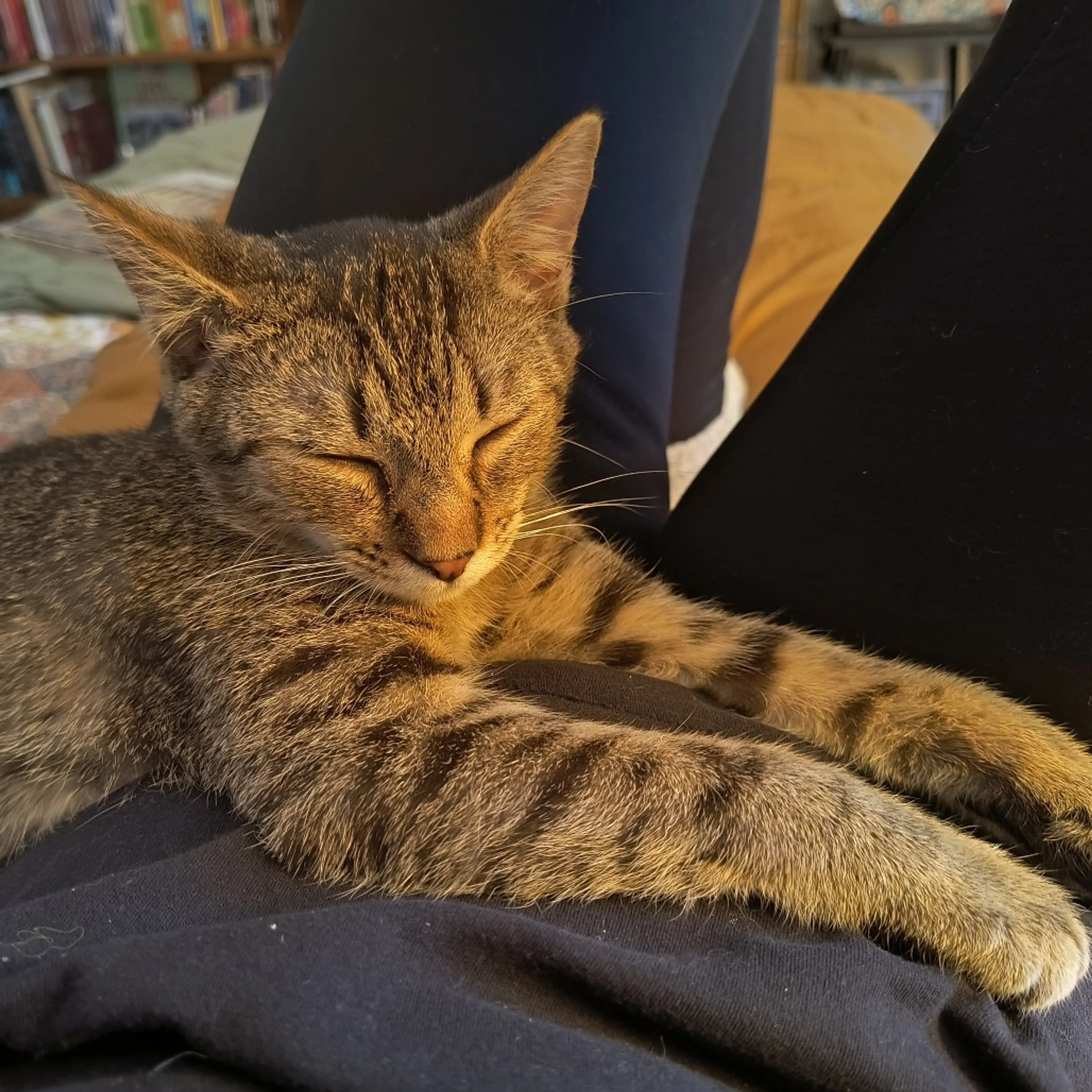 Found pet-1