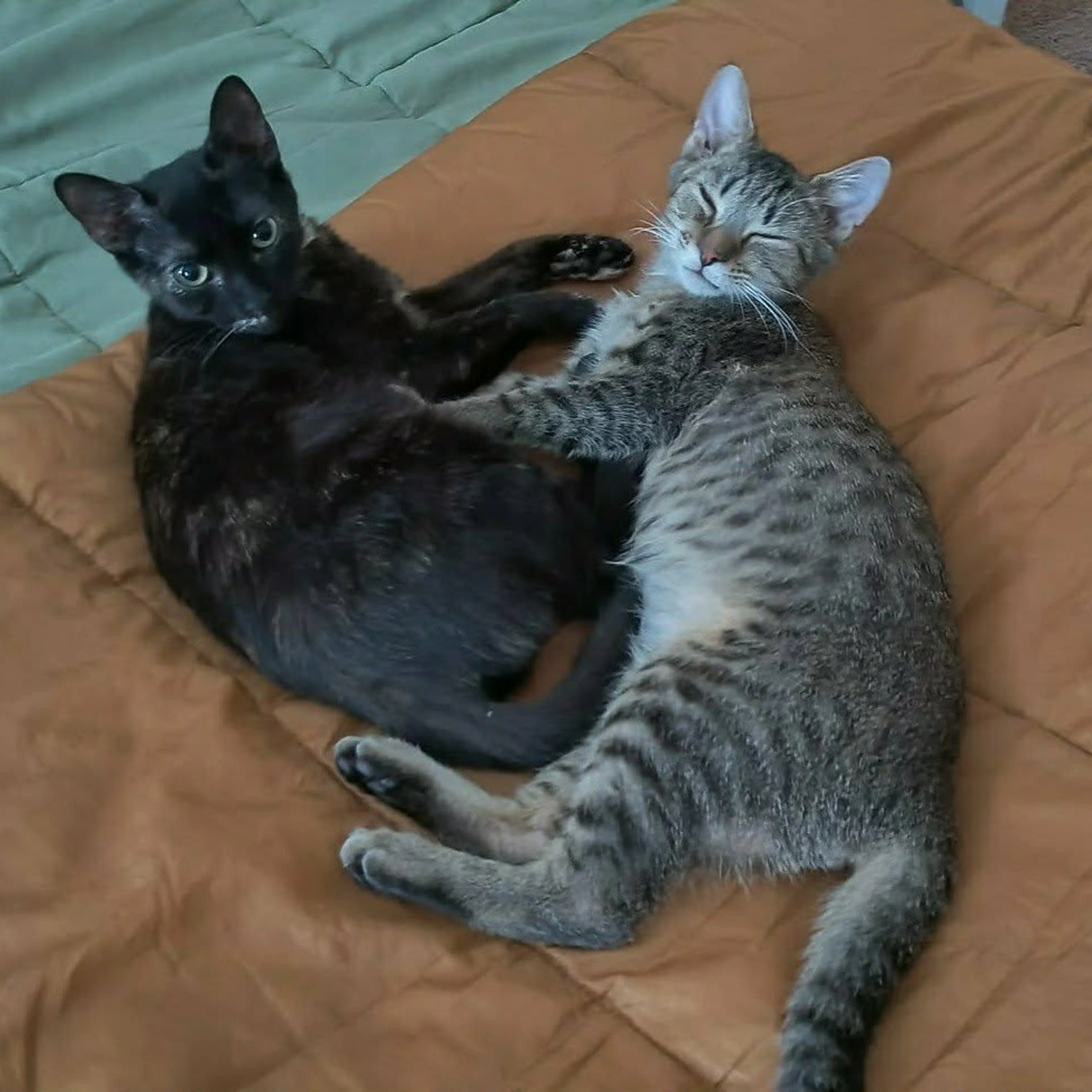 Found pet-8