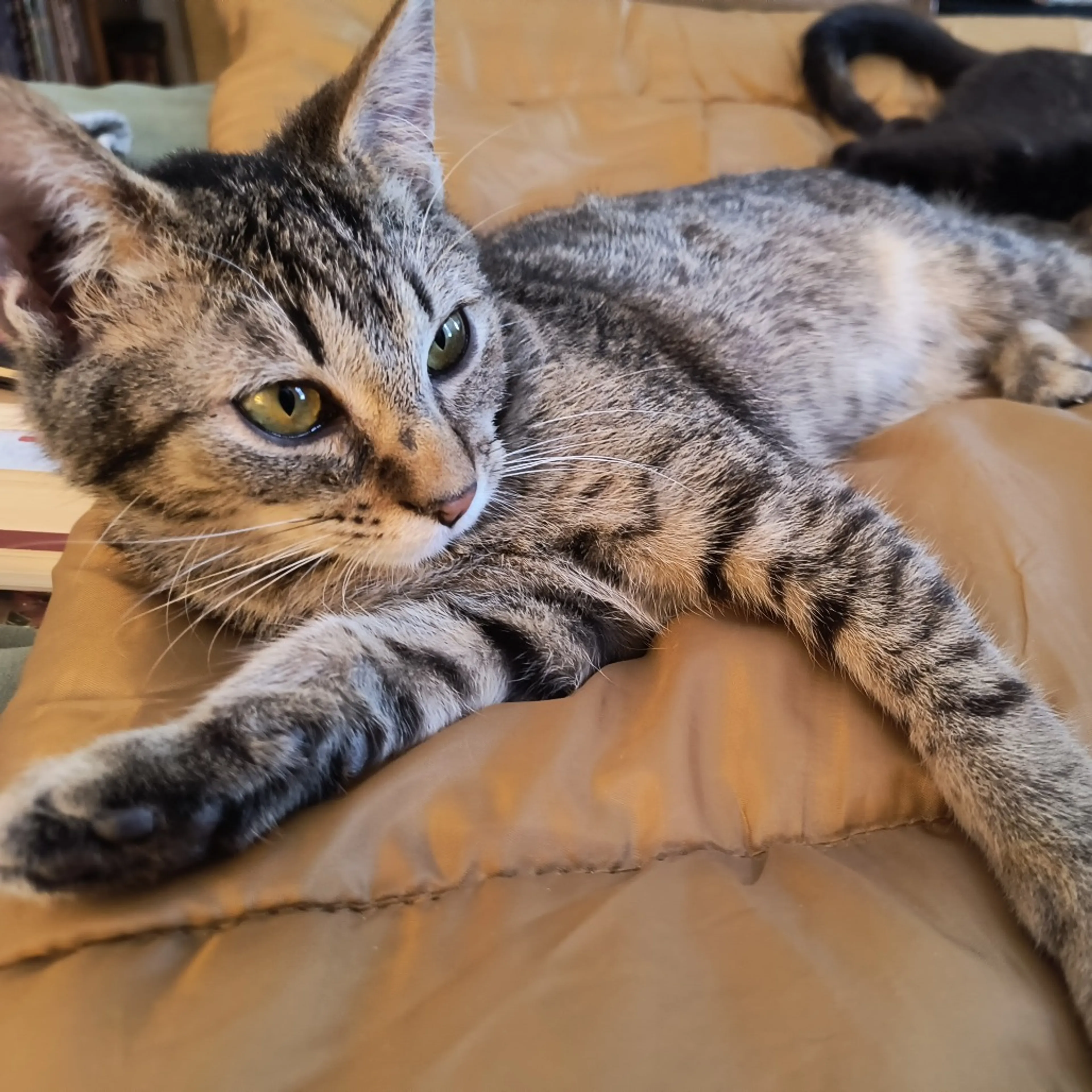 Found pet-4