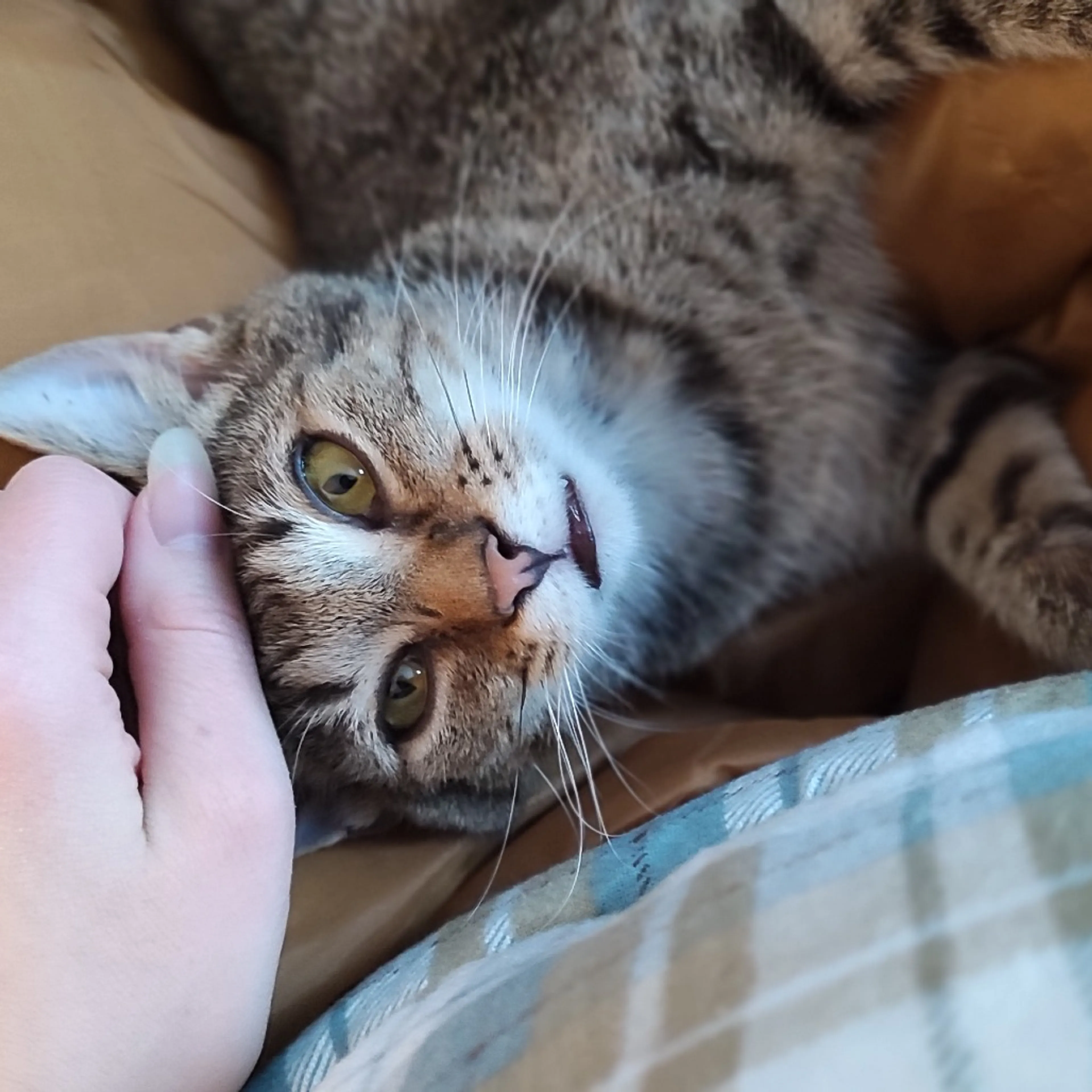 Found pet-3