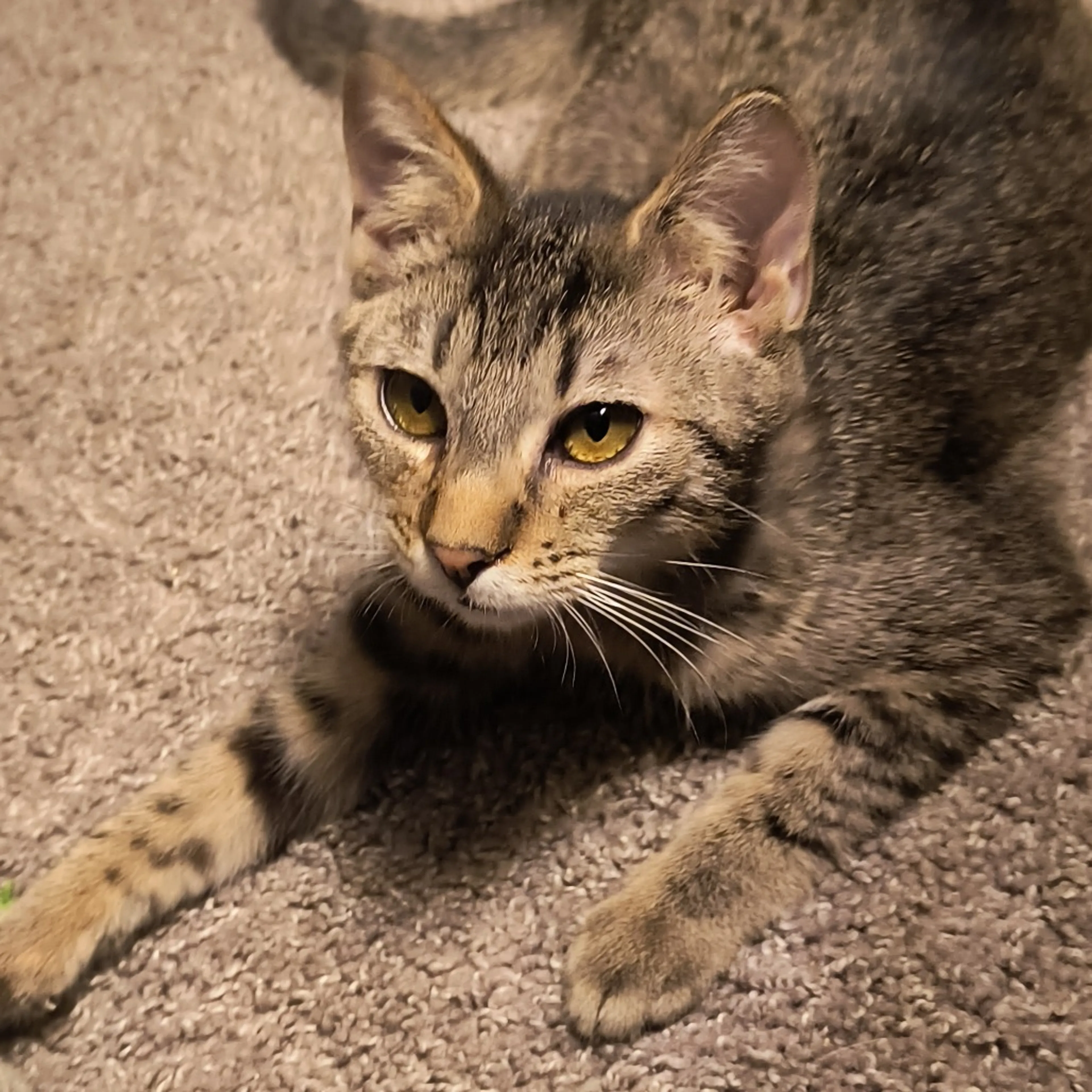 Found pet-0