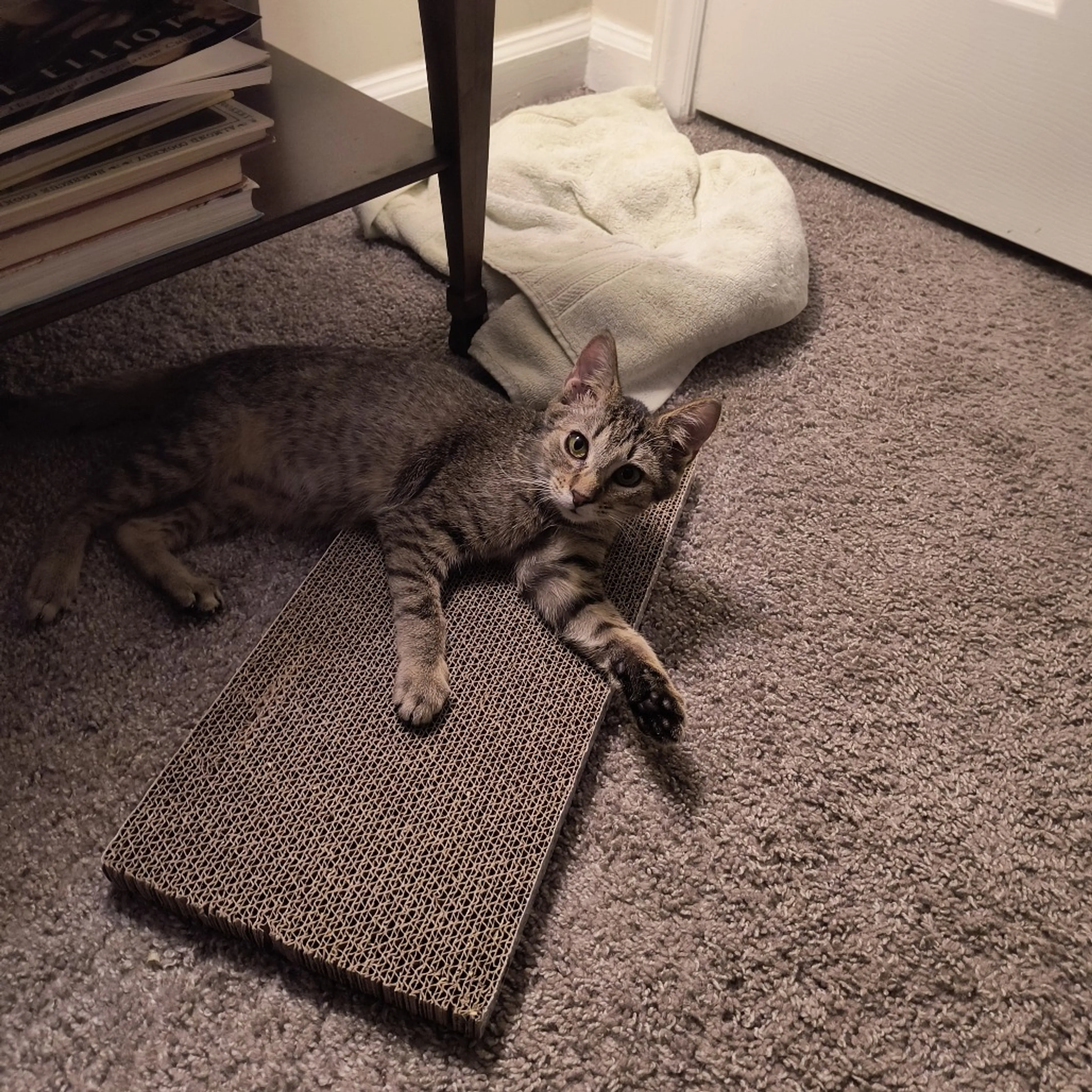 Found pet-5