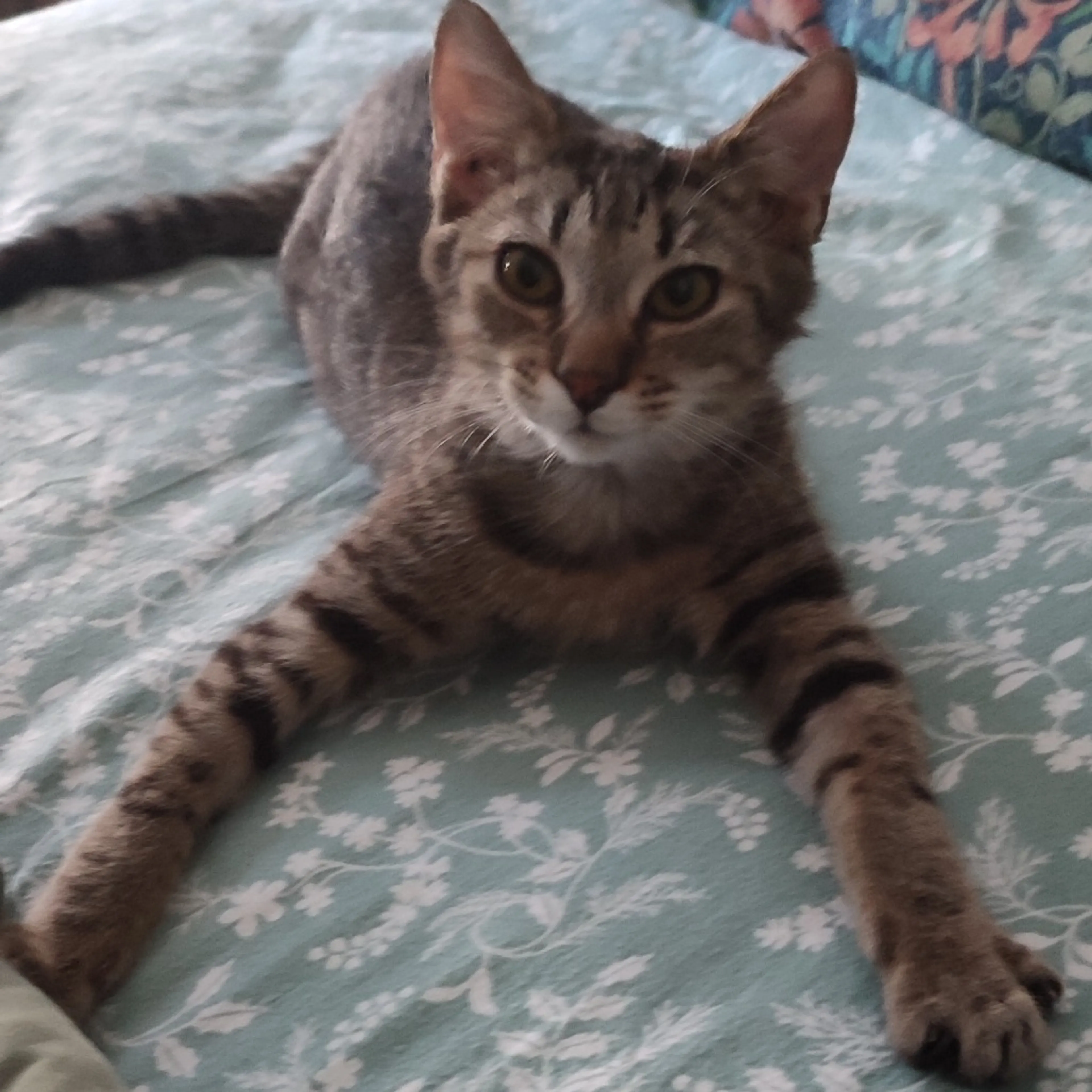 Found pet-7