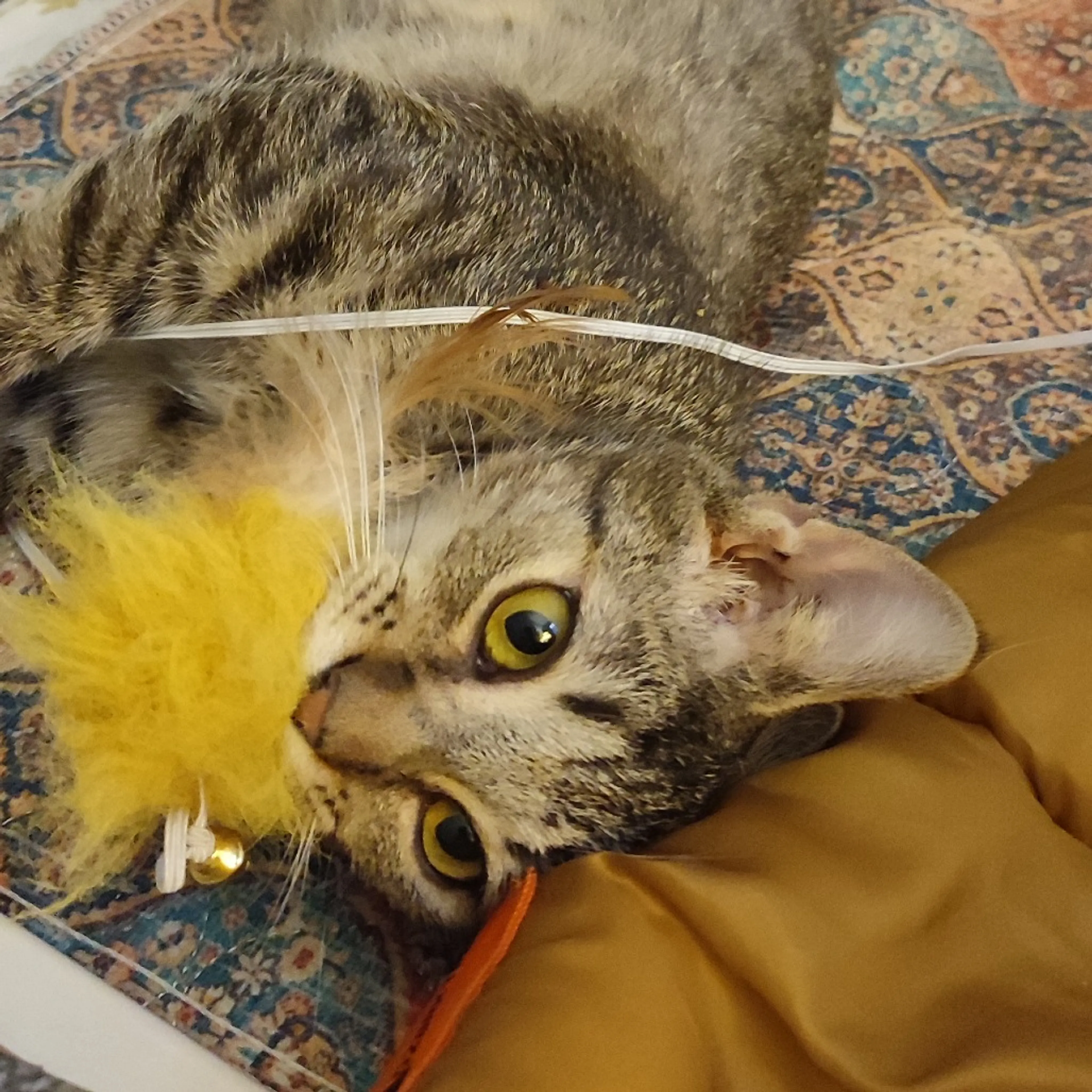 Found pet-2