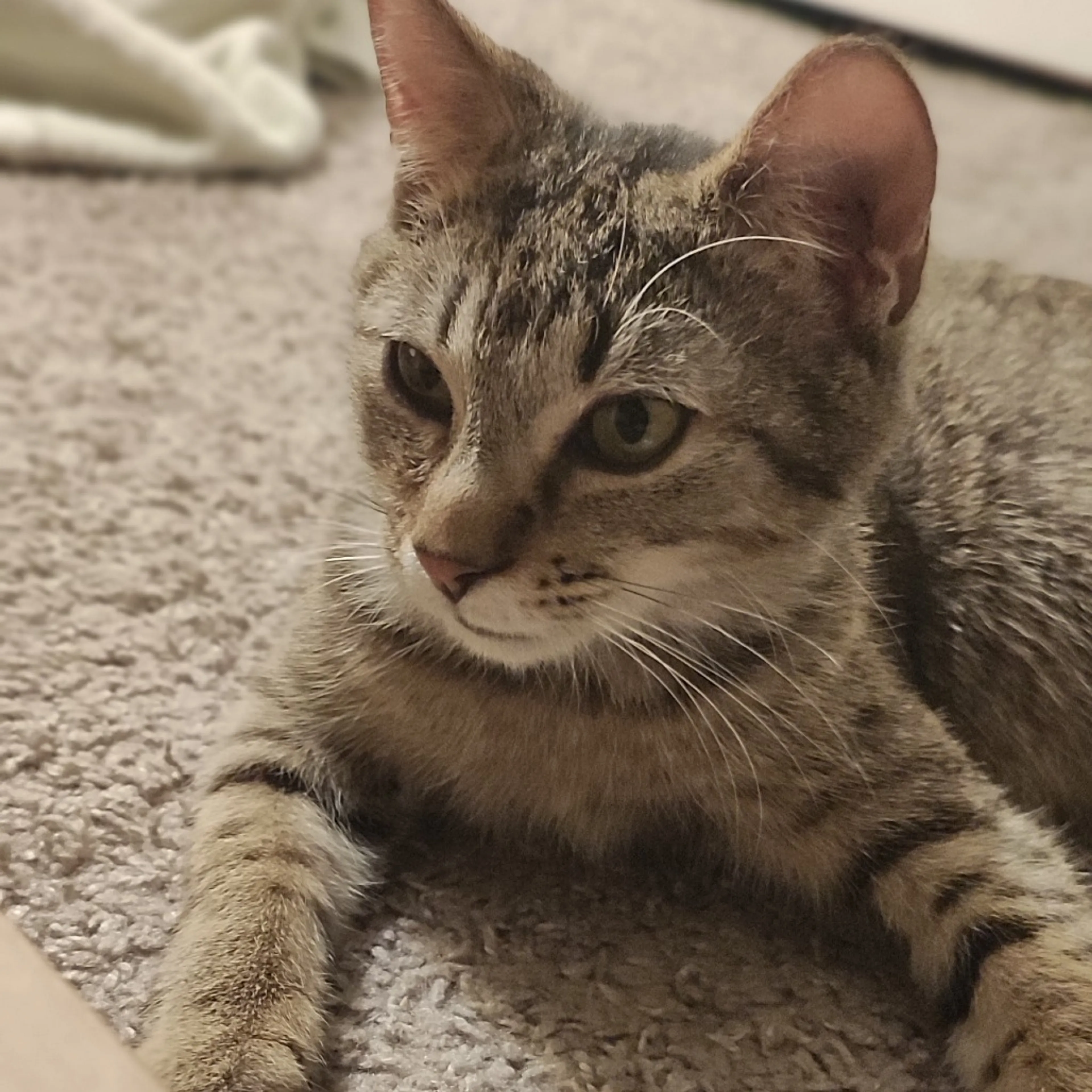 Found pet-6