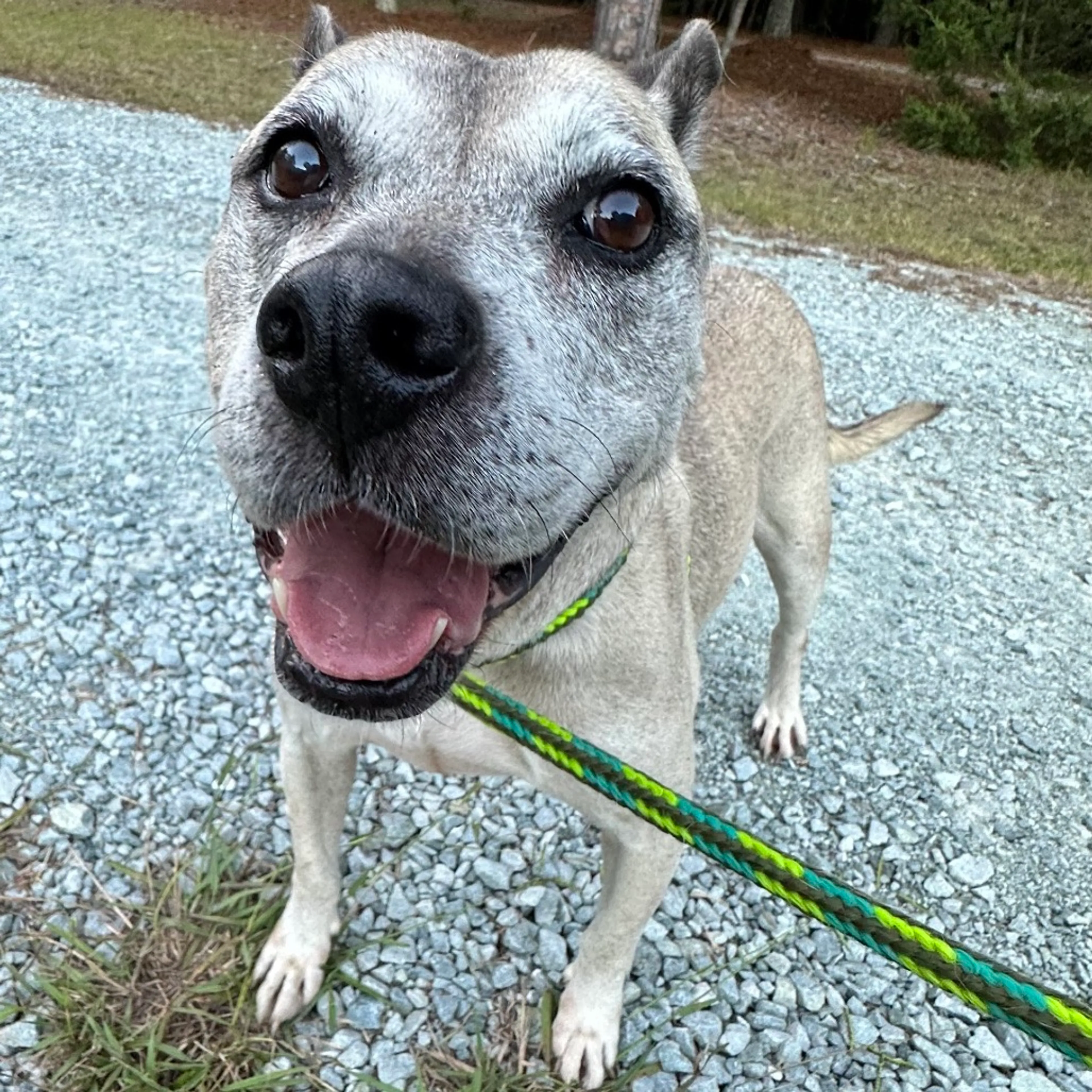 Found pet-2