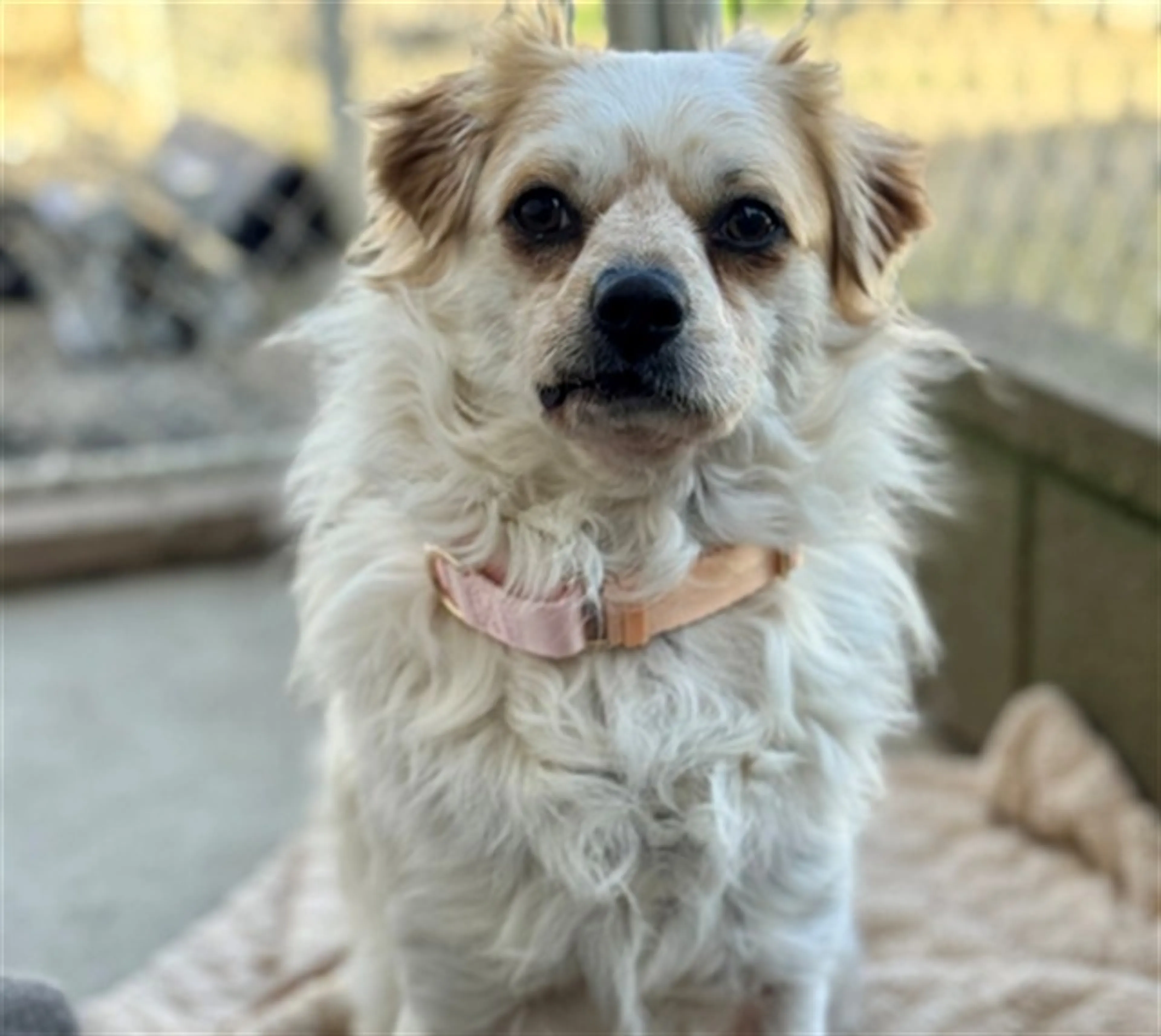 Found pet
