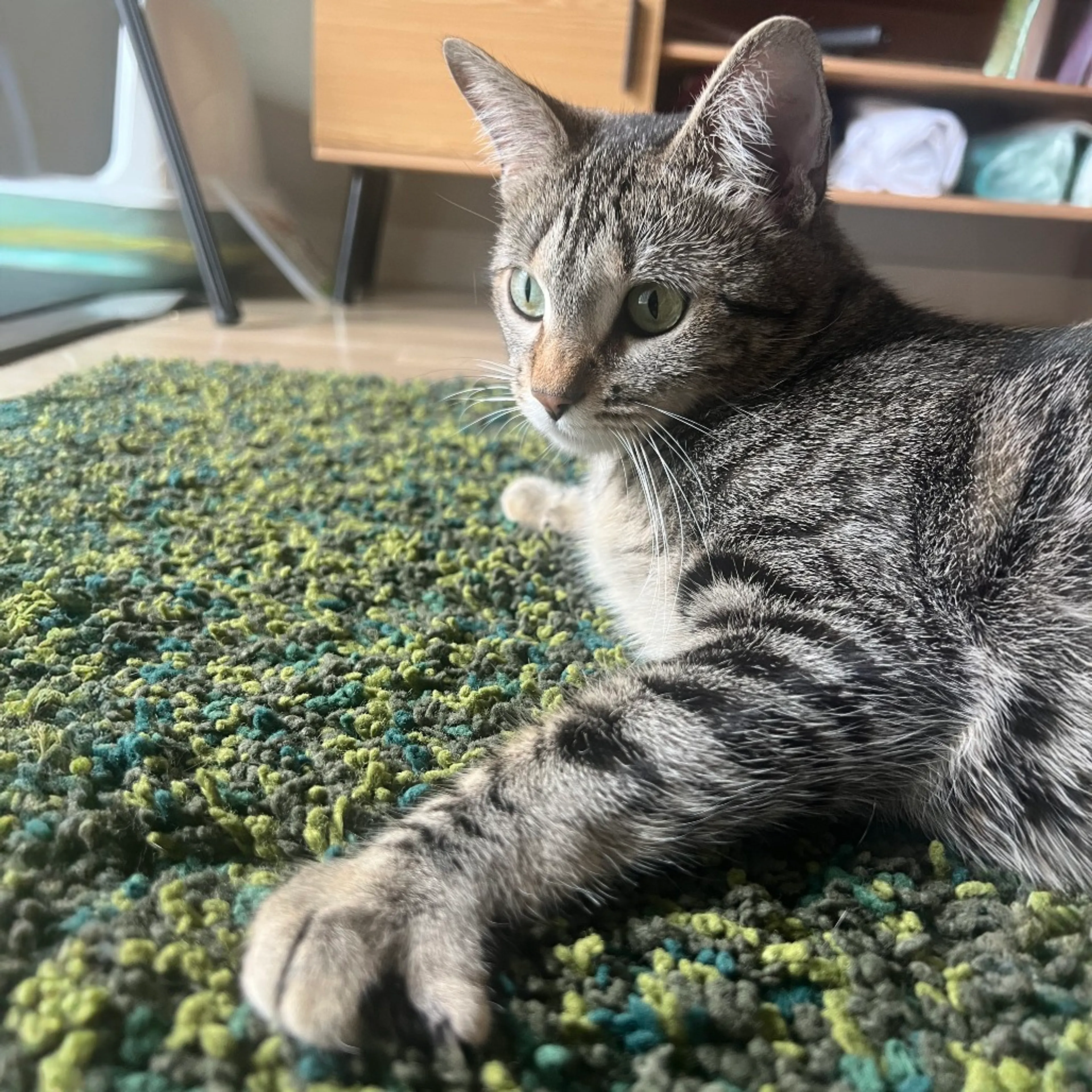 Found pet-3
