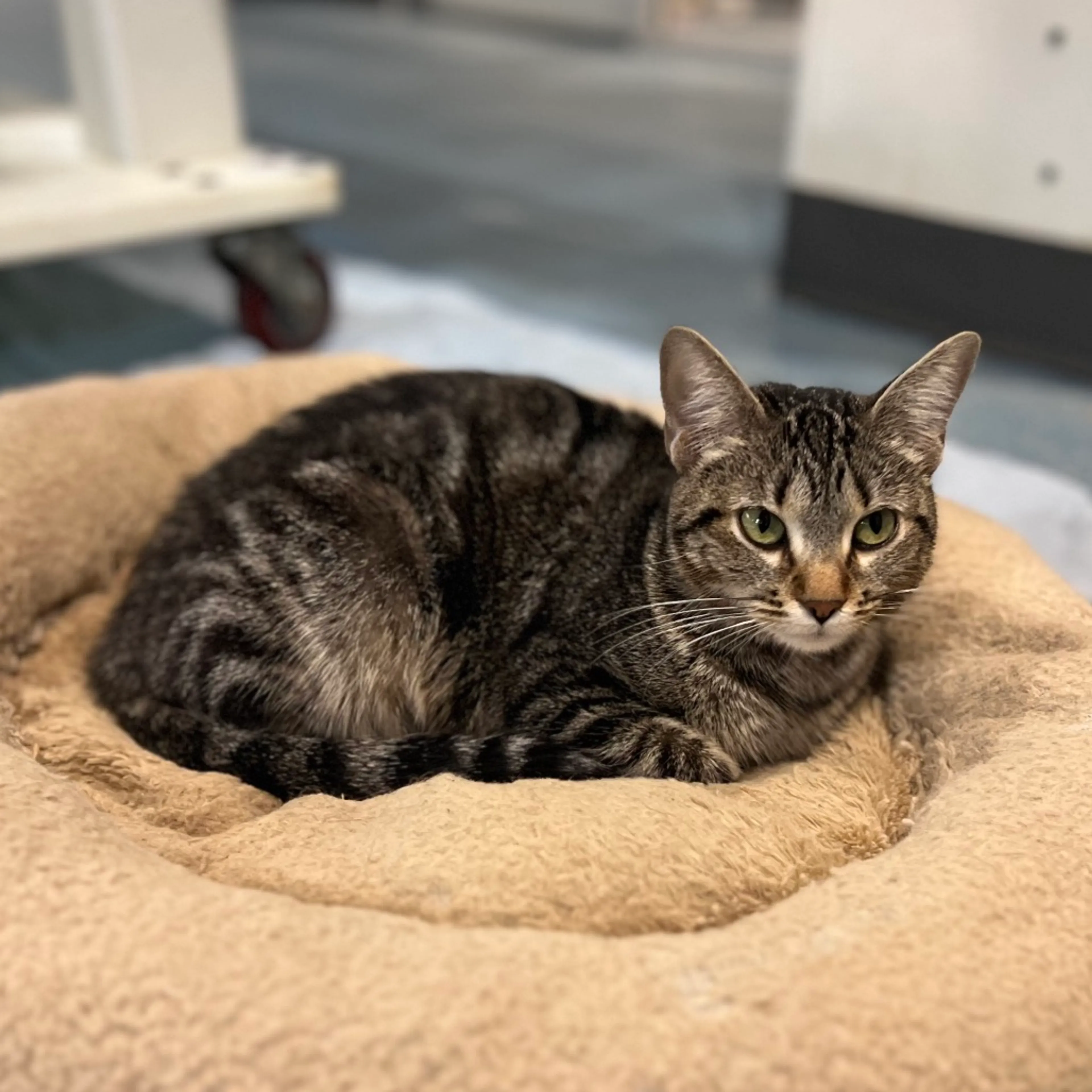Found pet-1