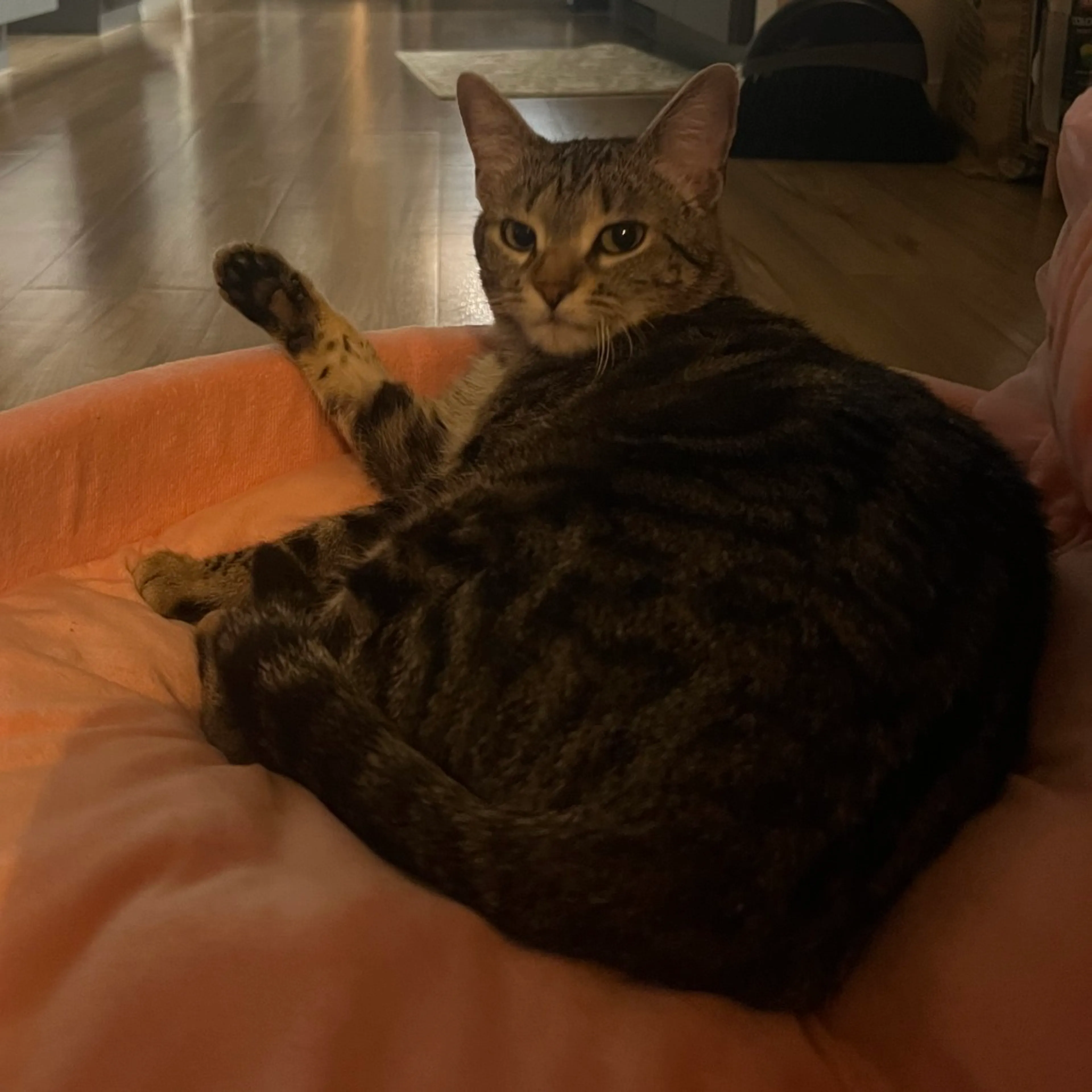 Found pet-2