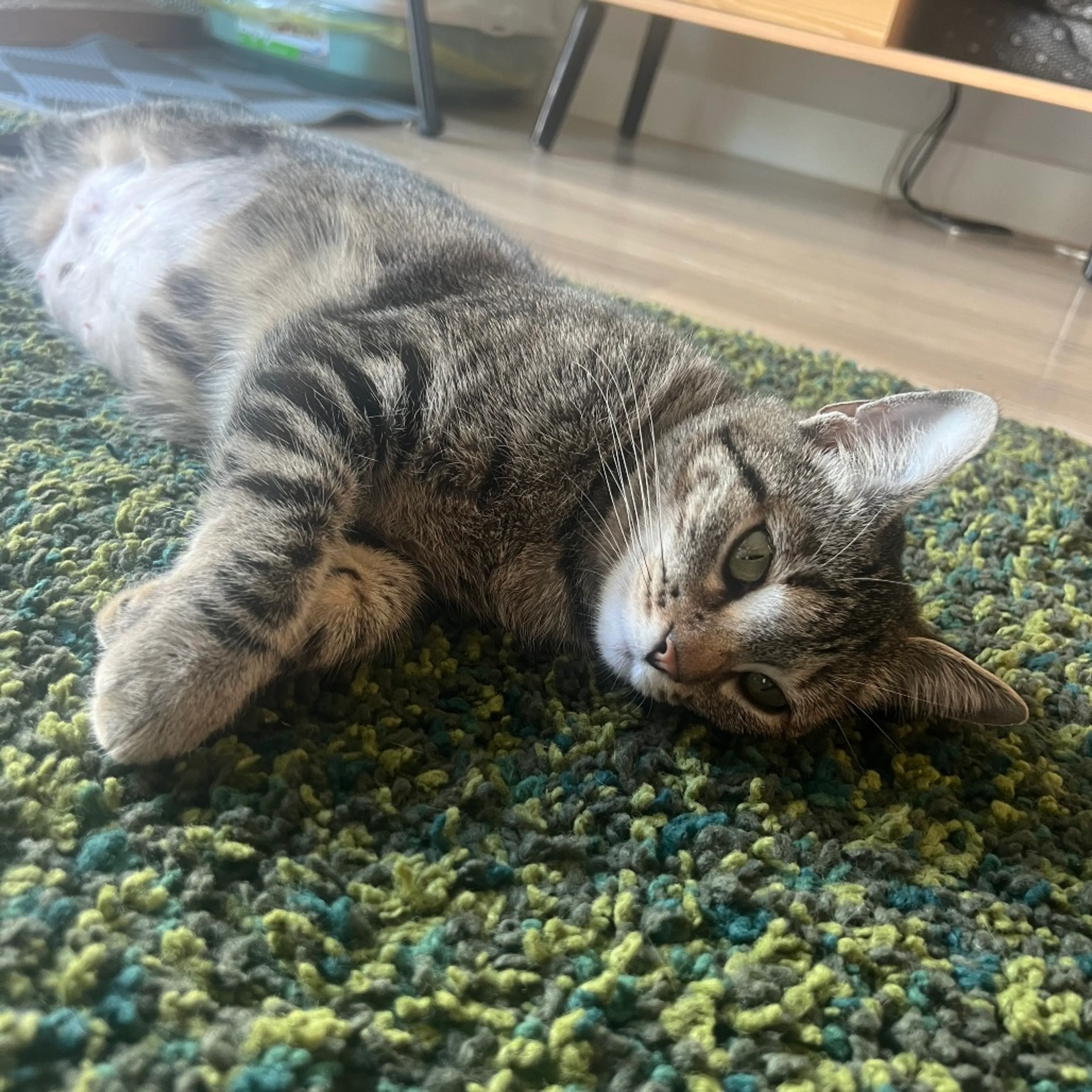 Found pet-4