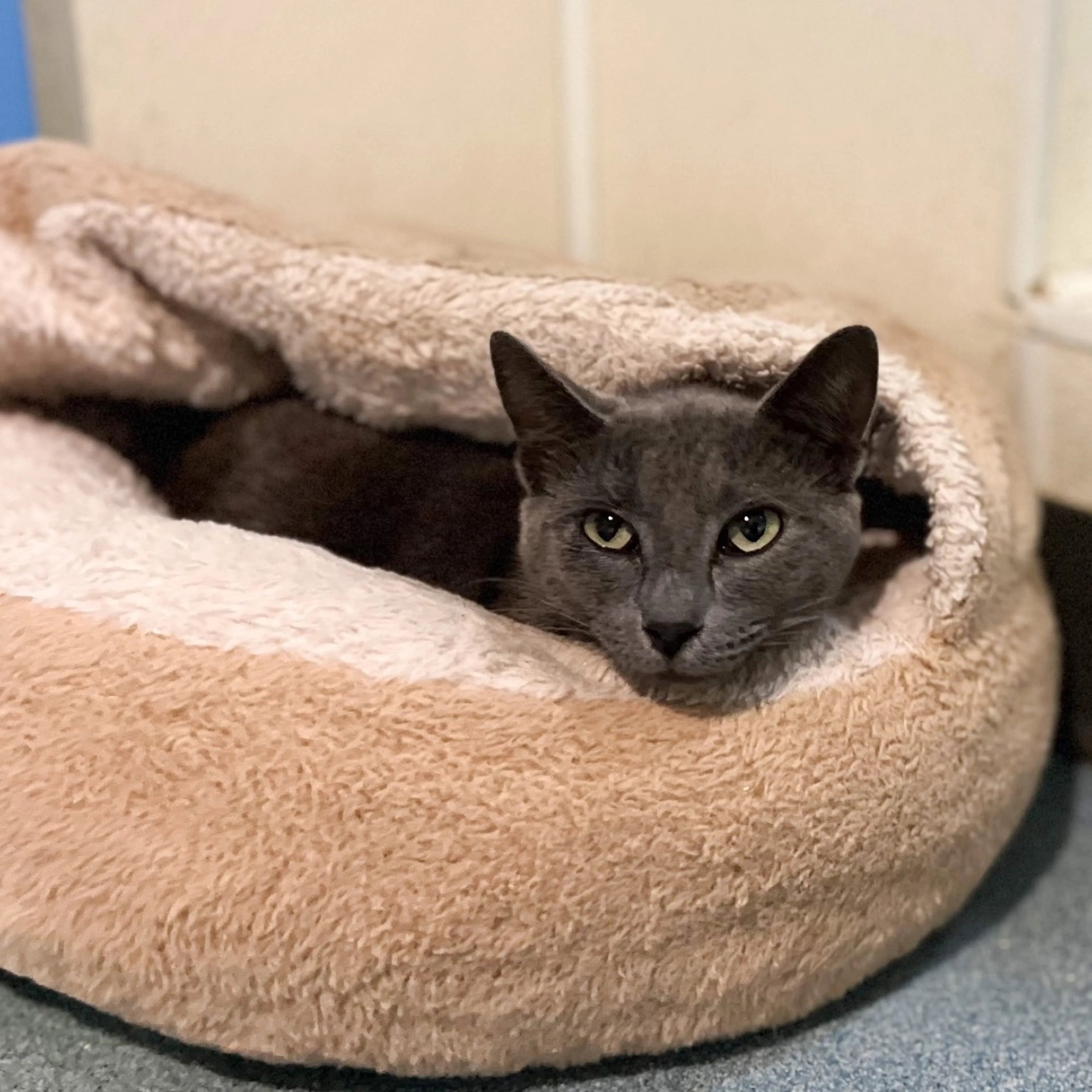 Found pet-1