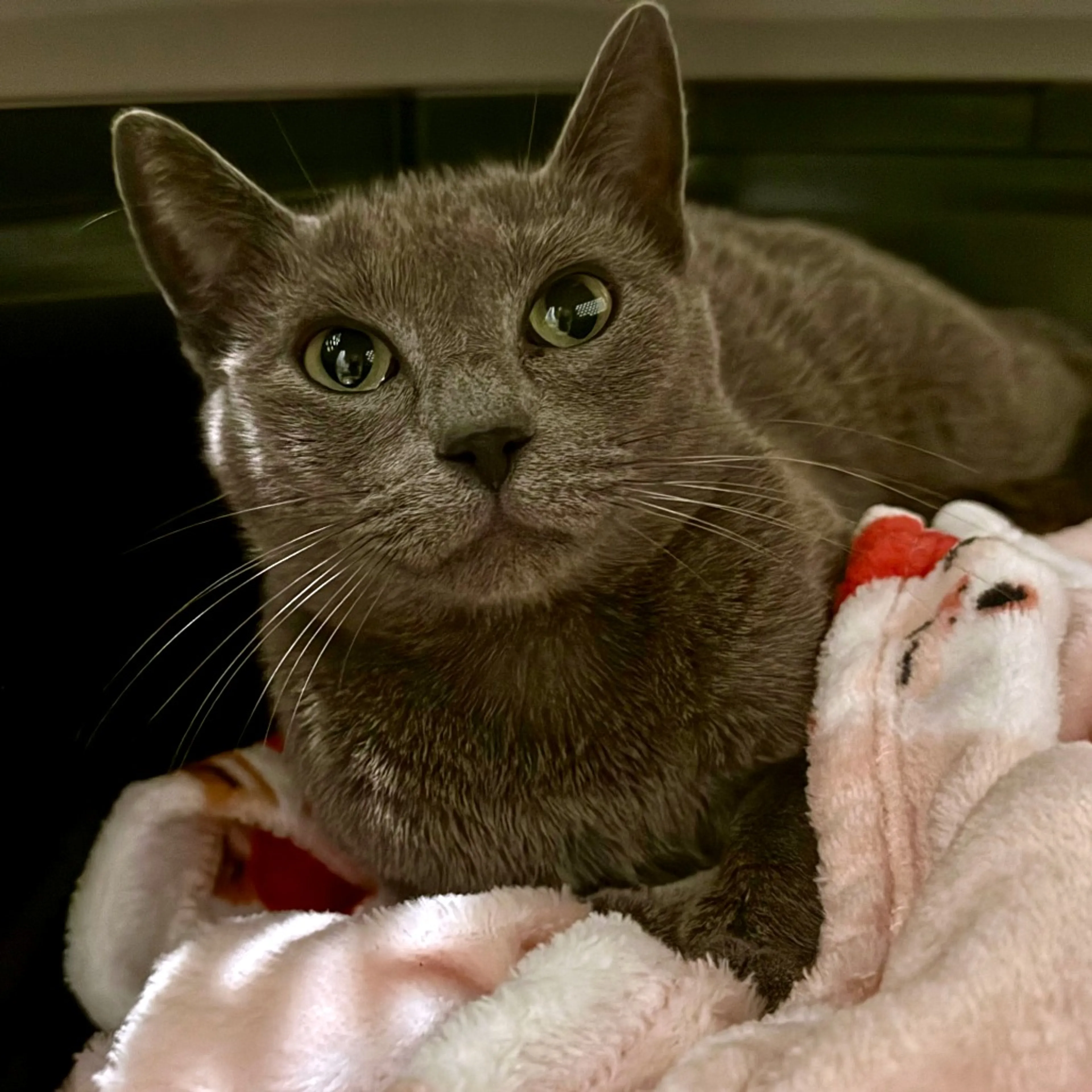 Found pet-2