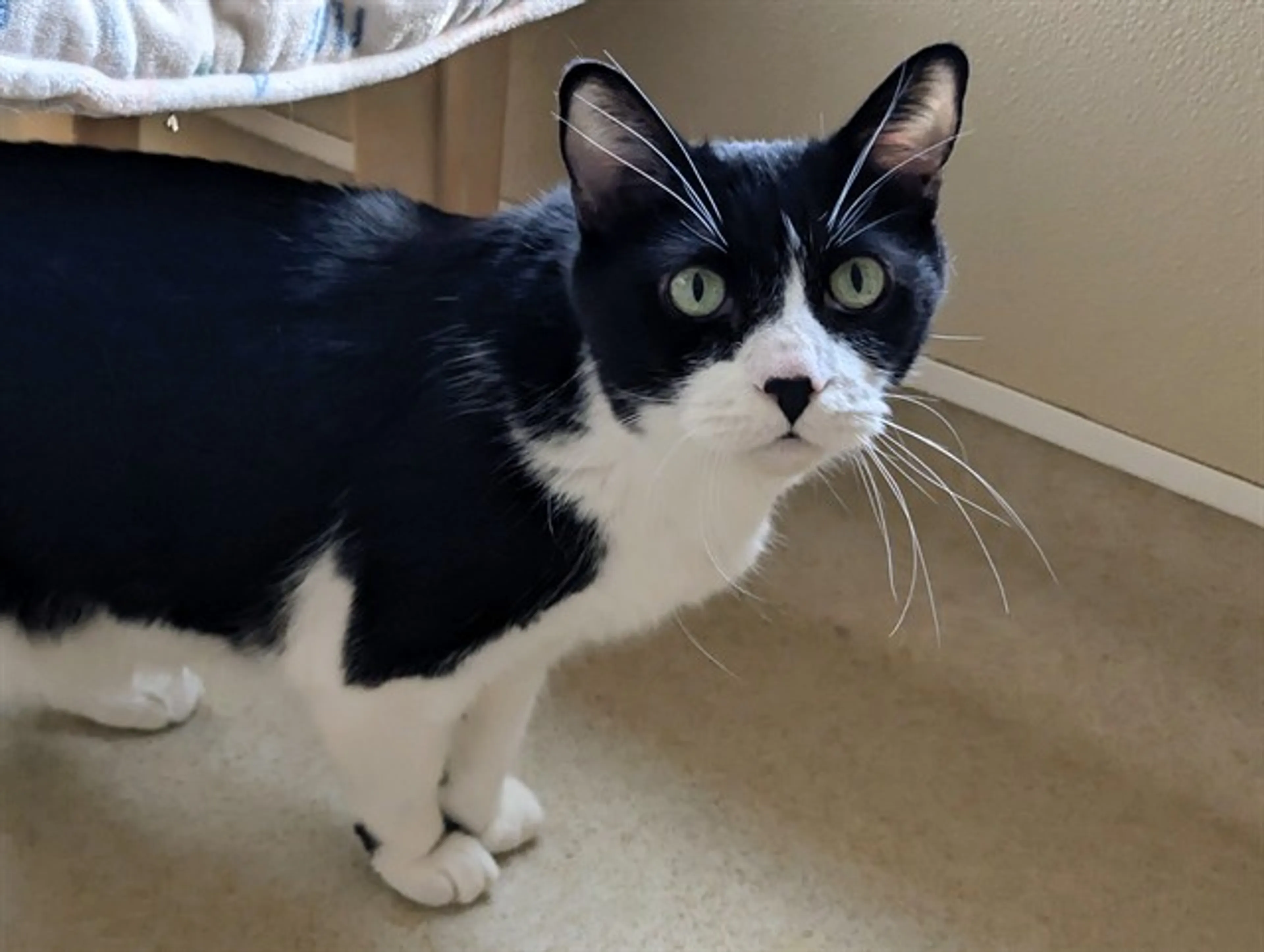 Found pet