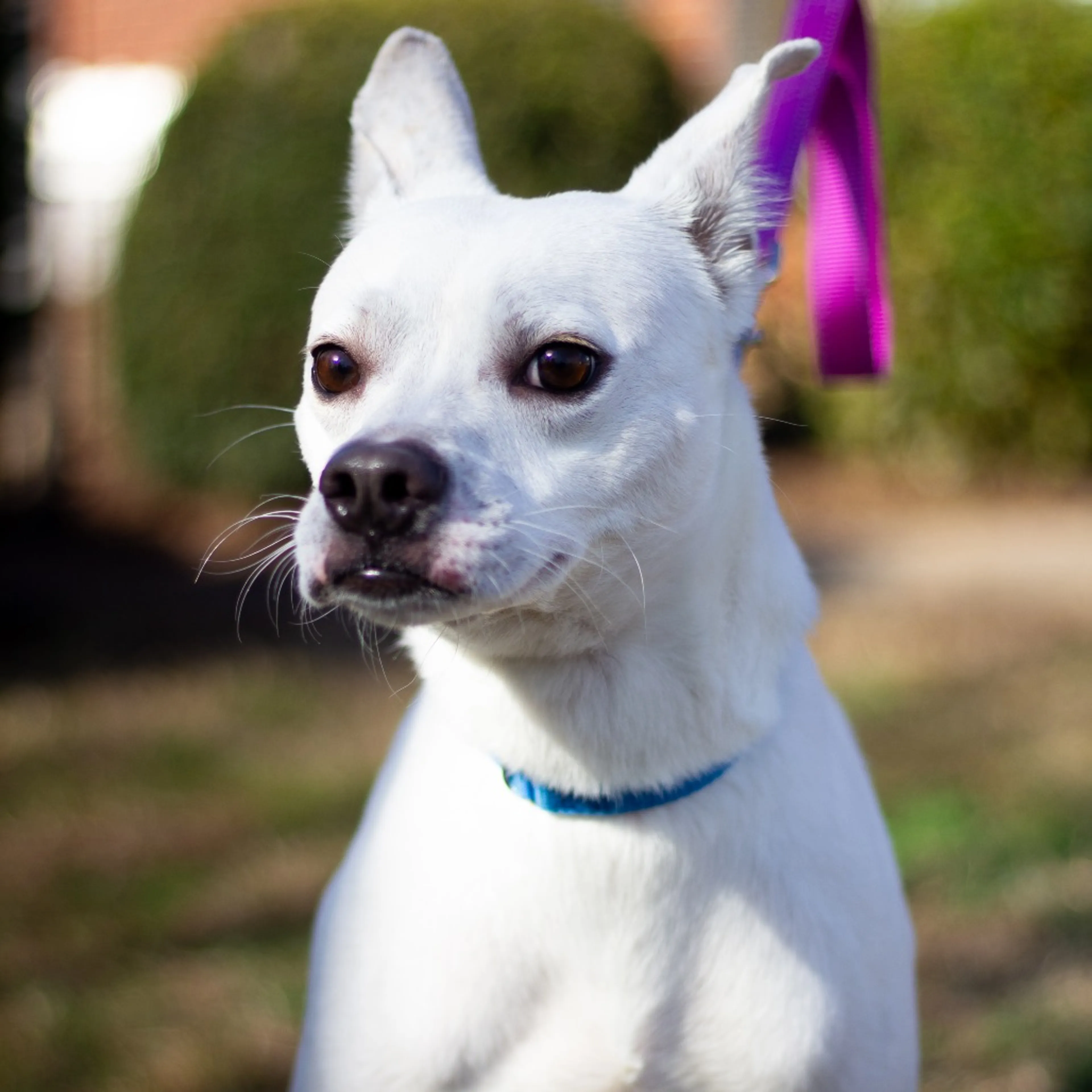 Found pet-2