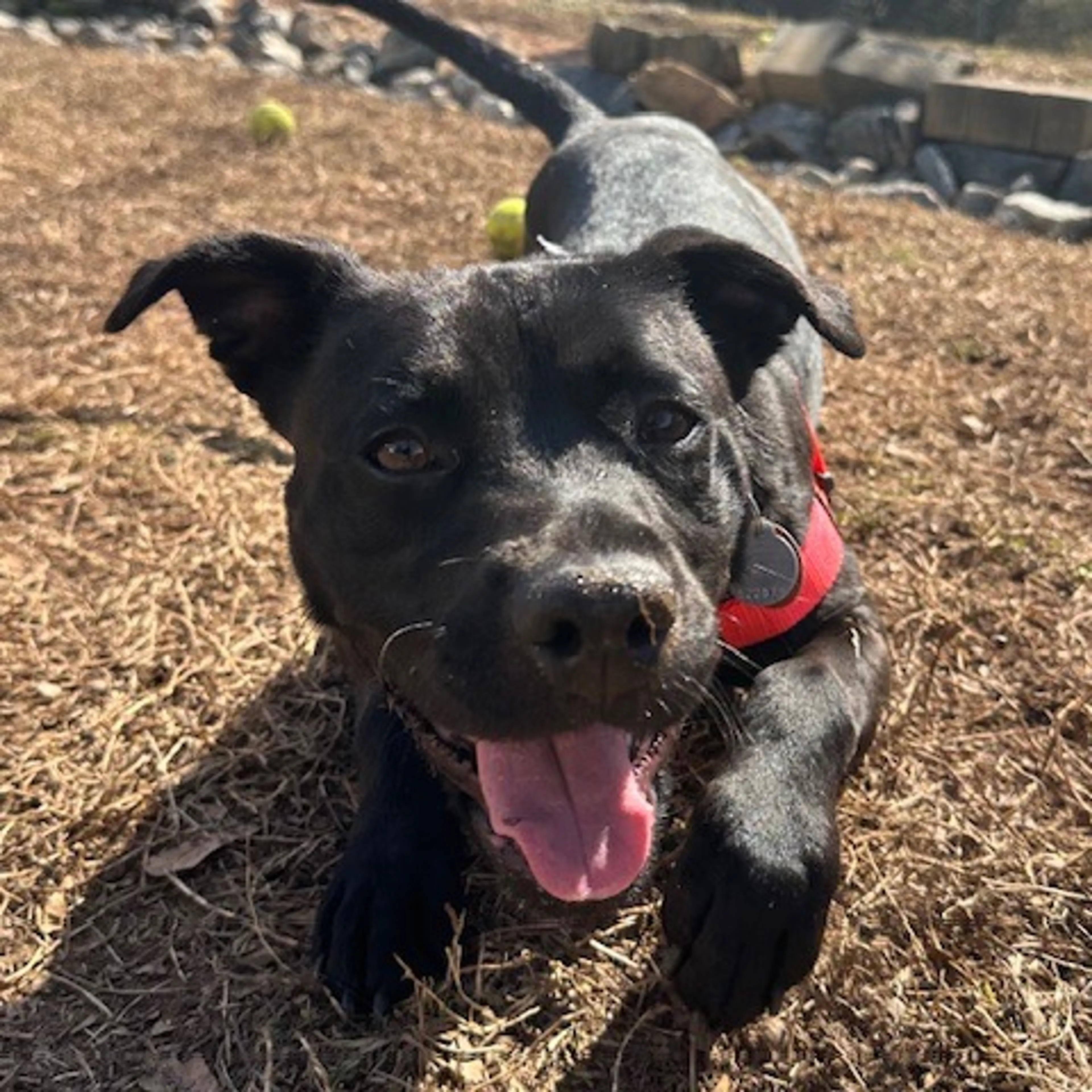 Found pet-2