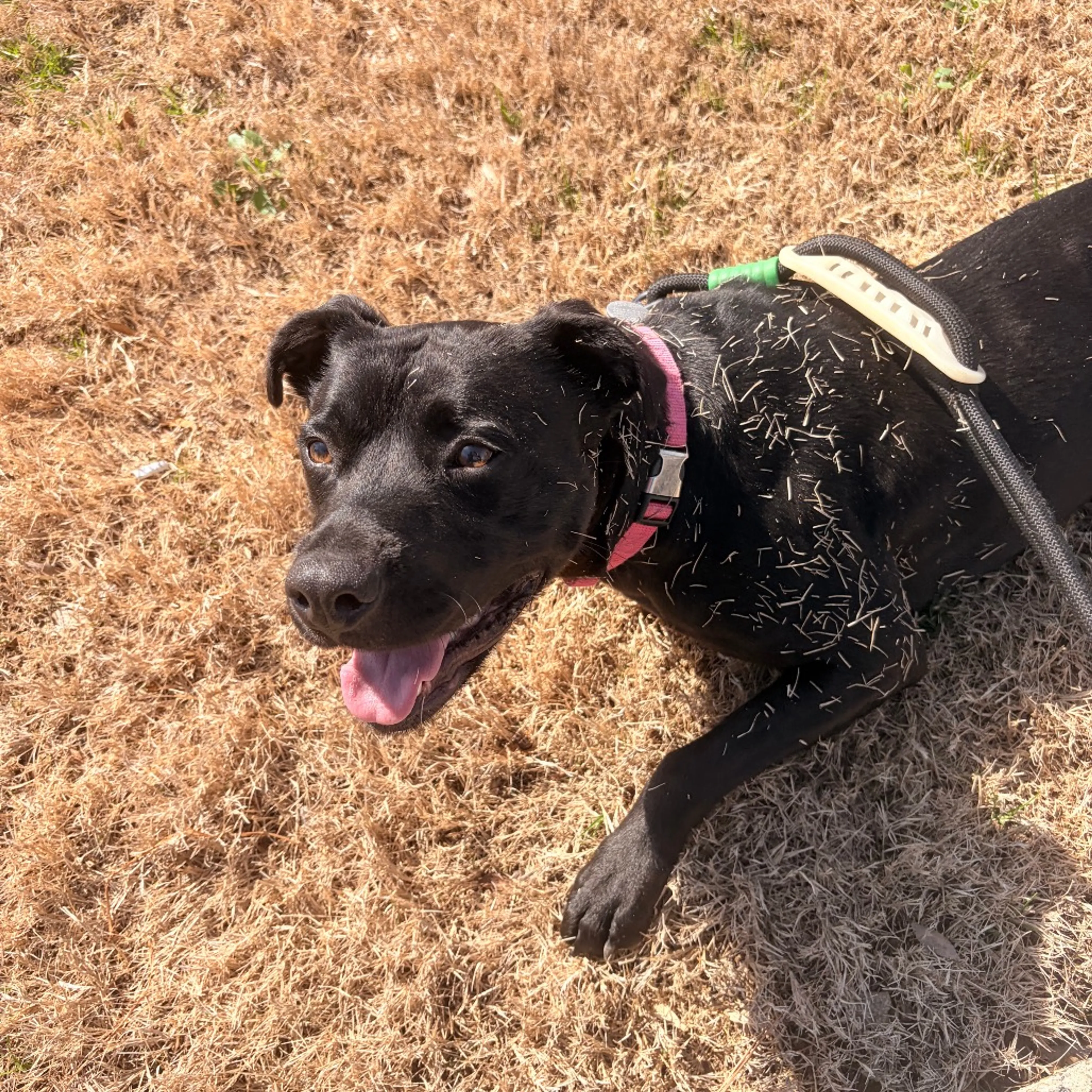 Found pet-4