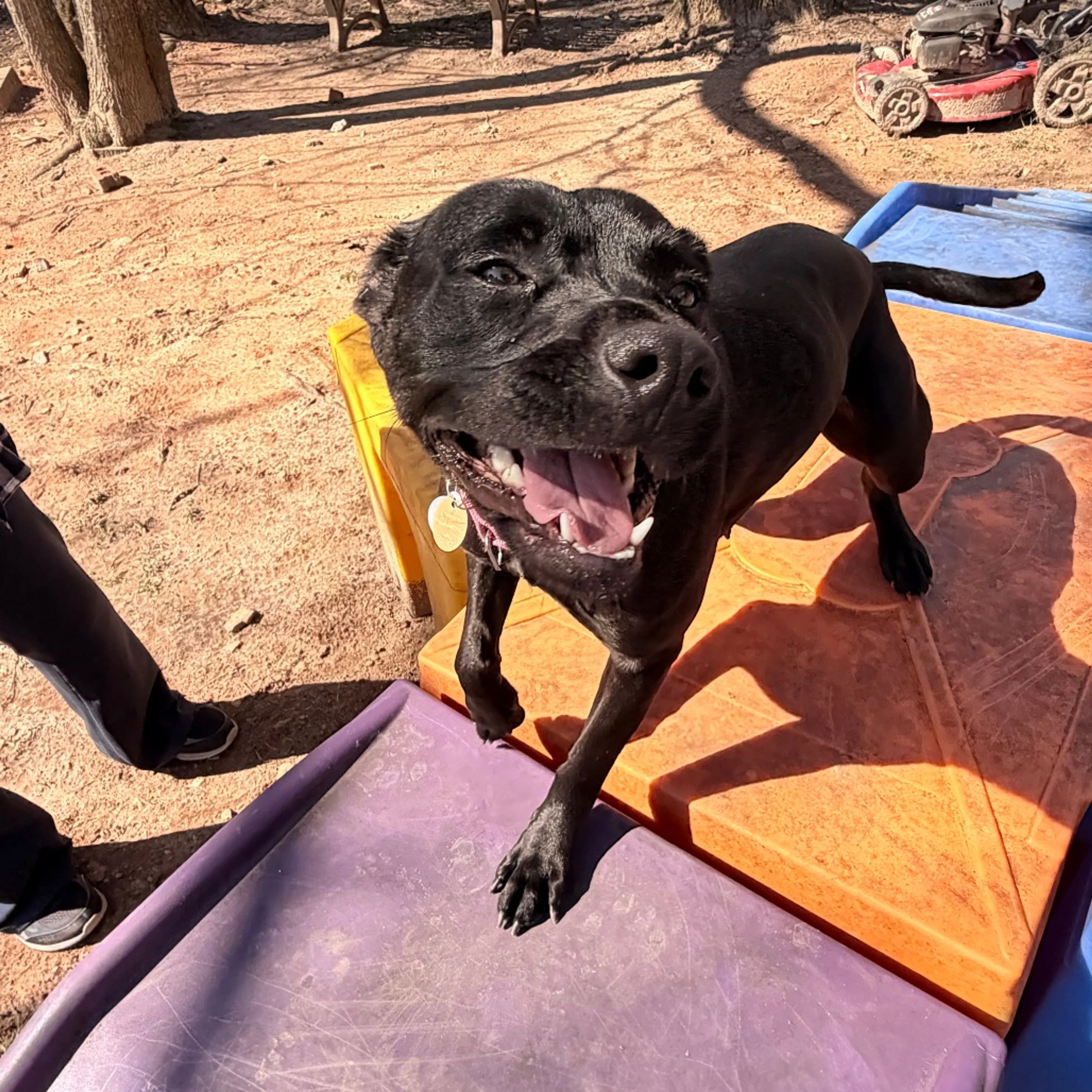 Found pet-5