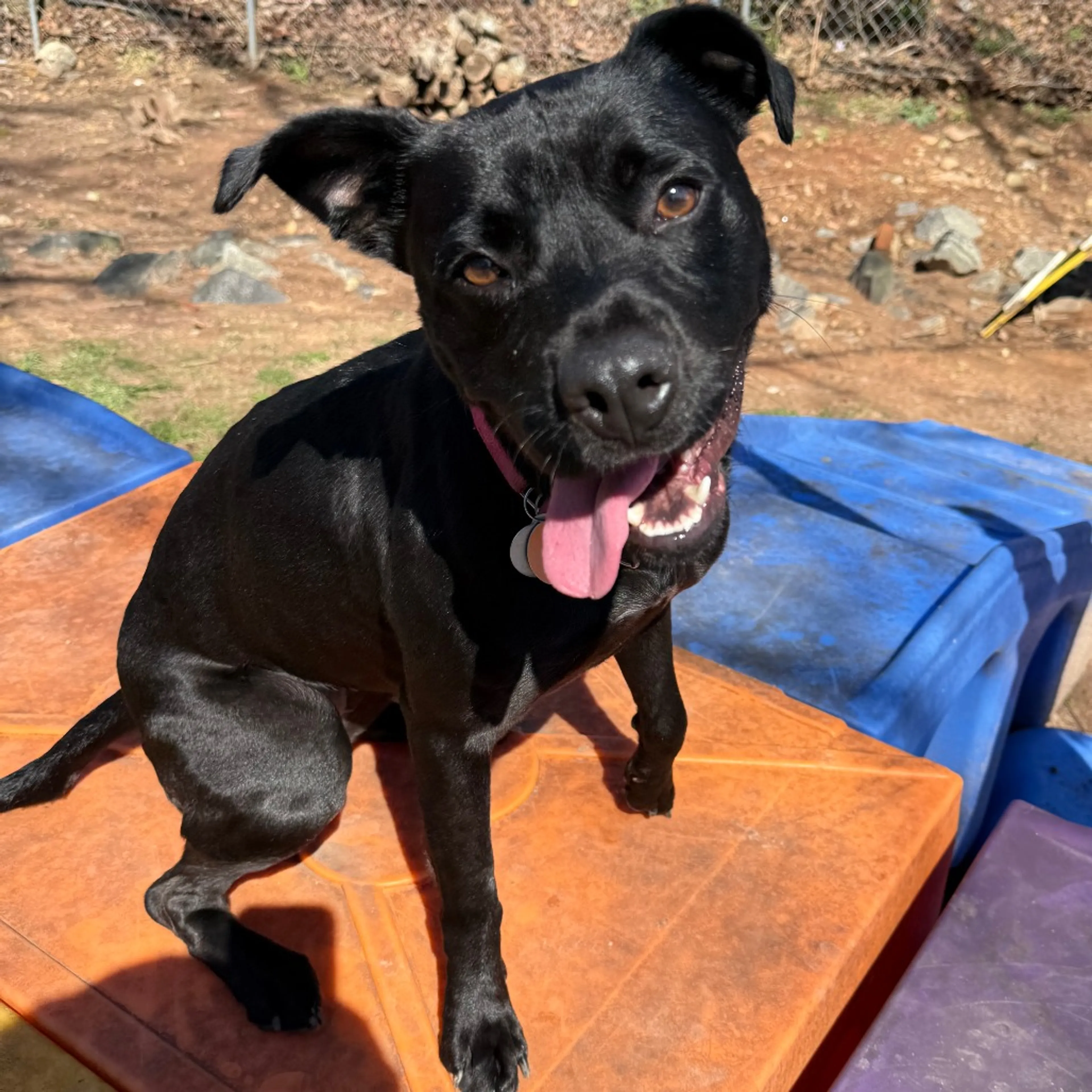 Found pet-6