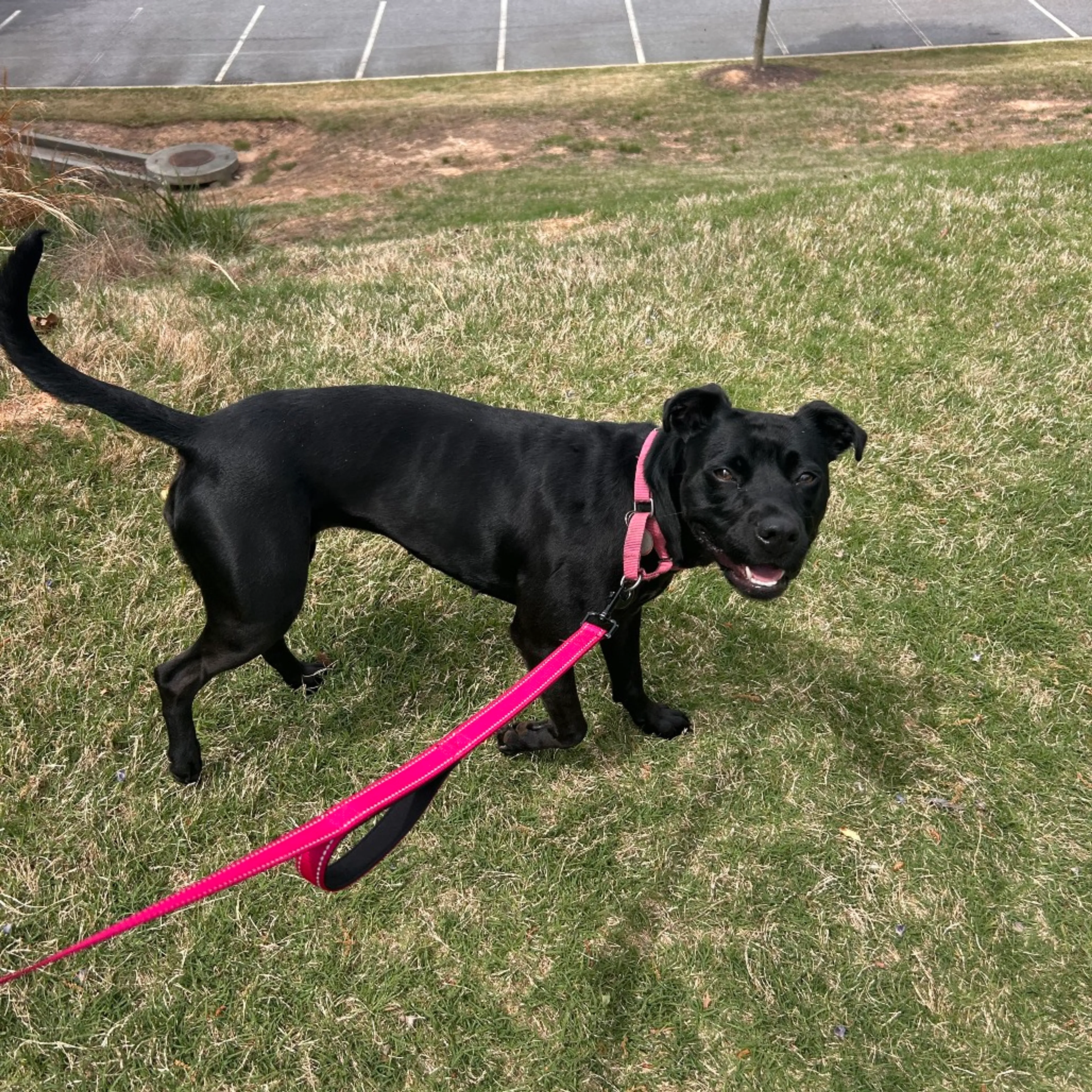 Found pet-14