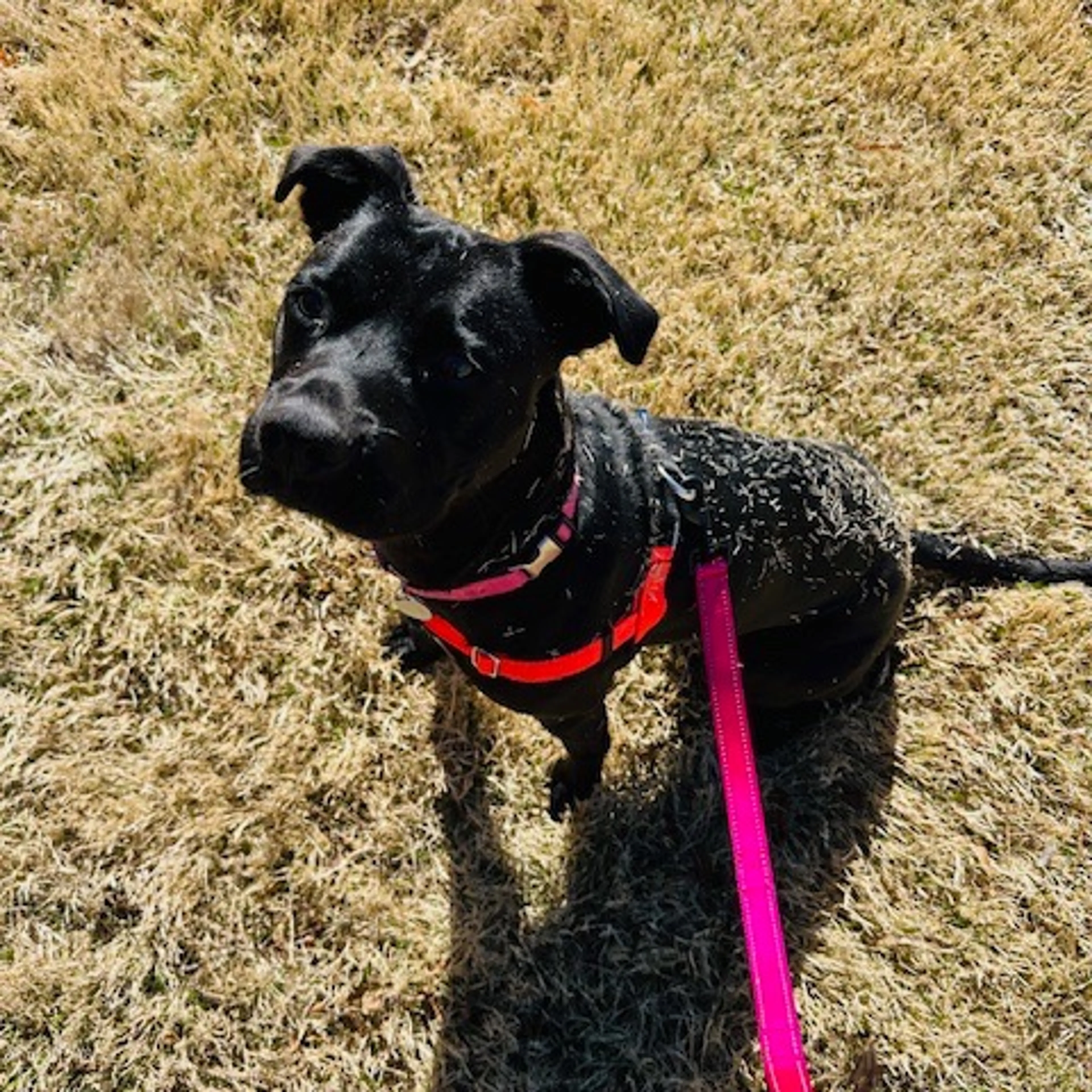 Found pet-8