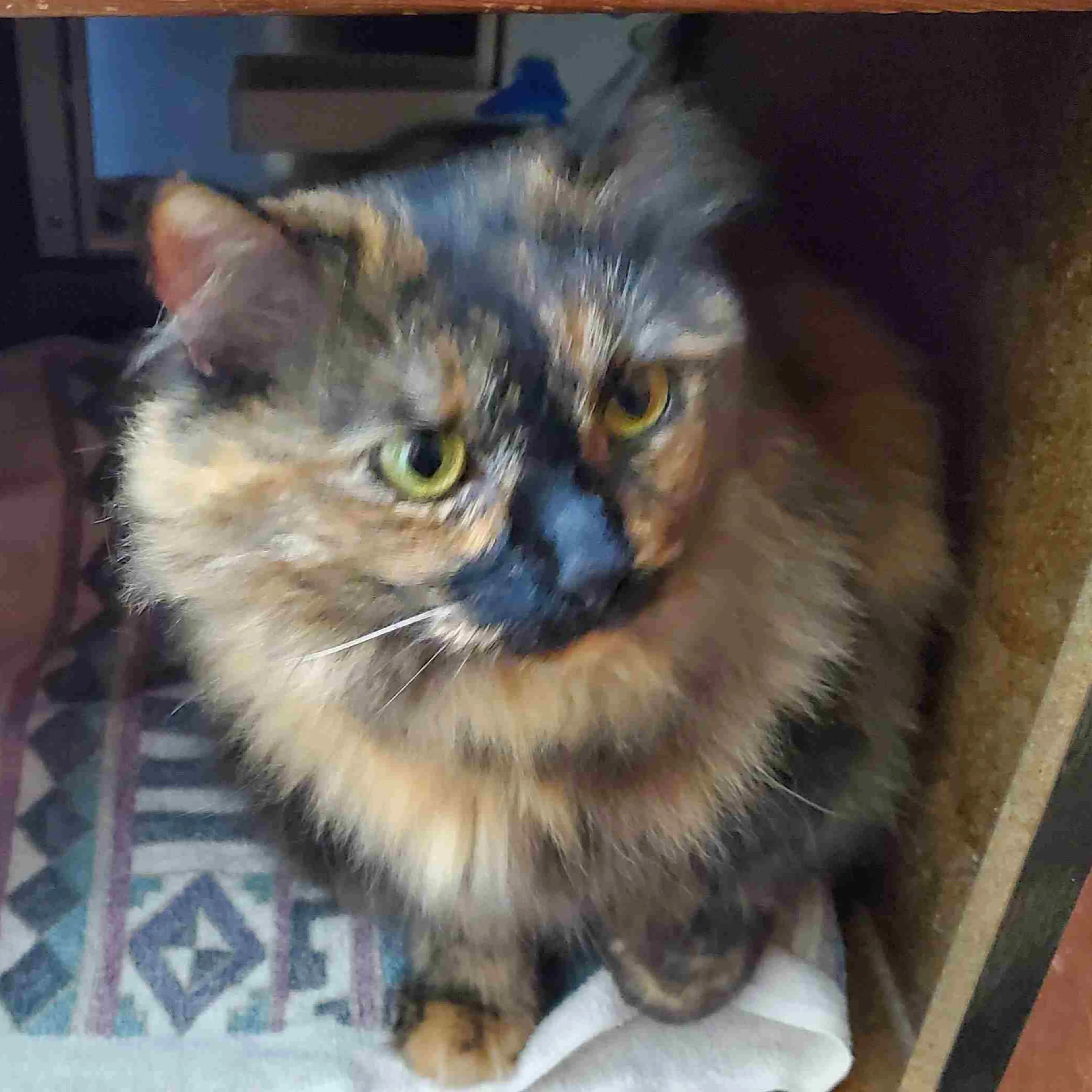 Lost pet-3