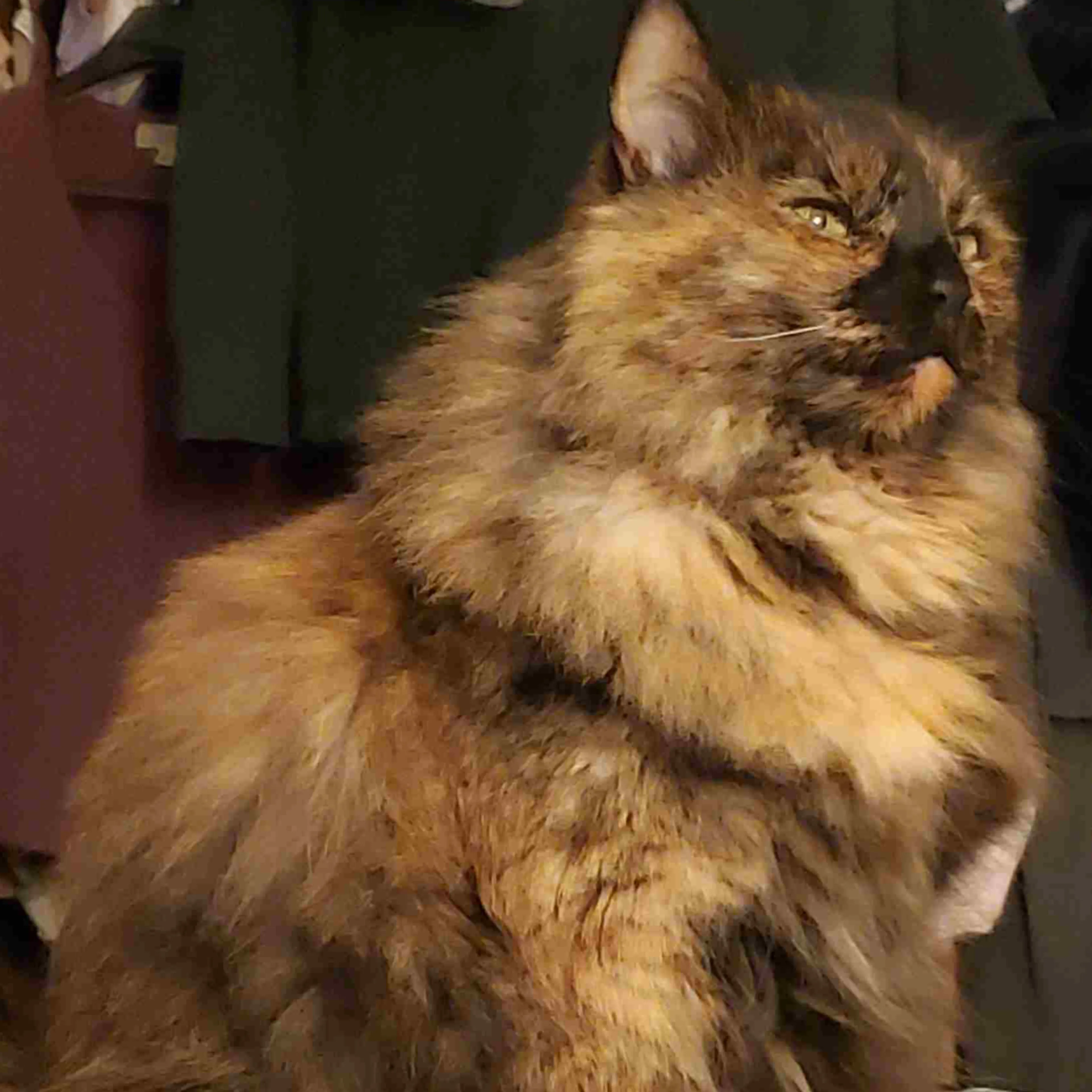 Lost pet-1