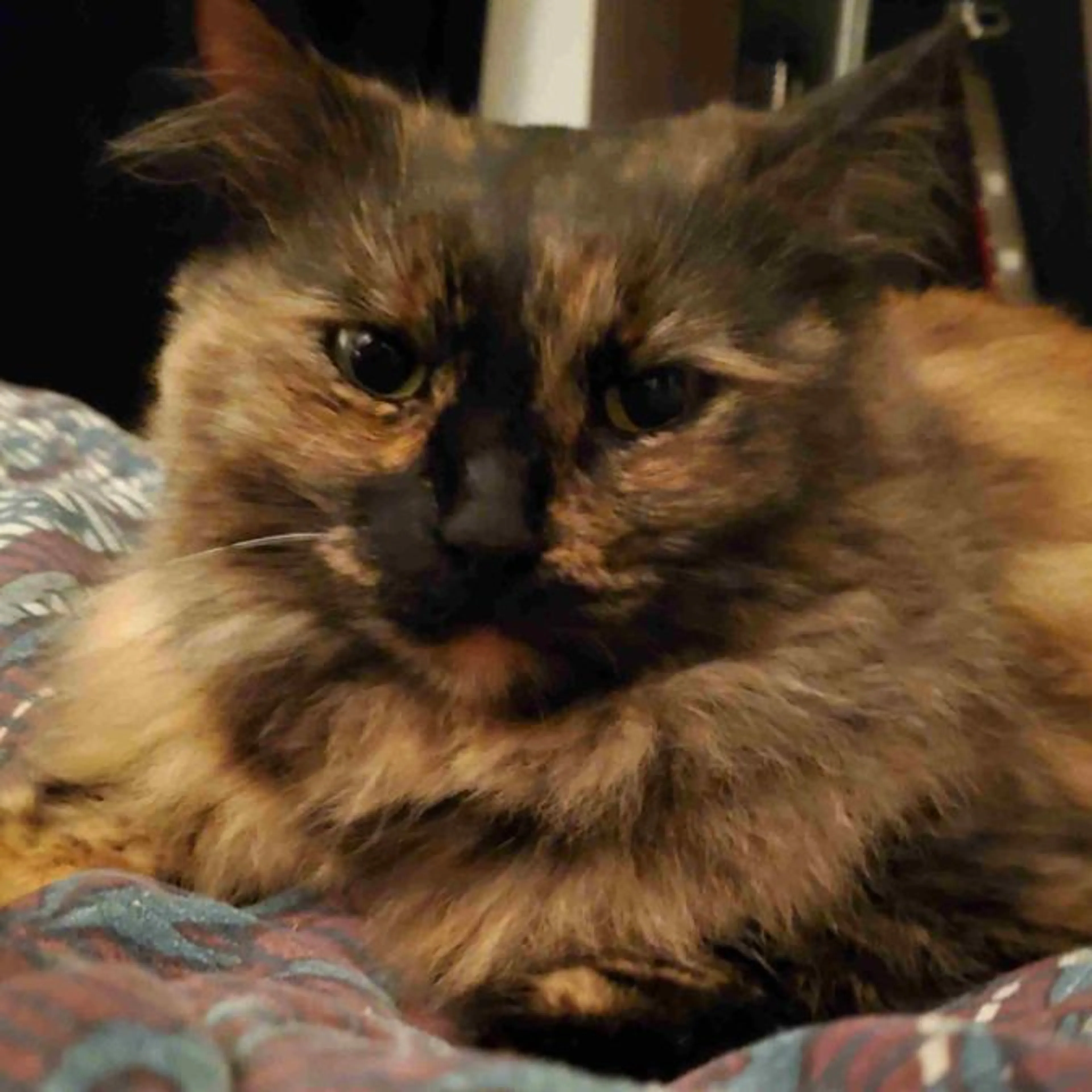 Lost pet-0