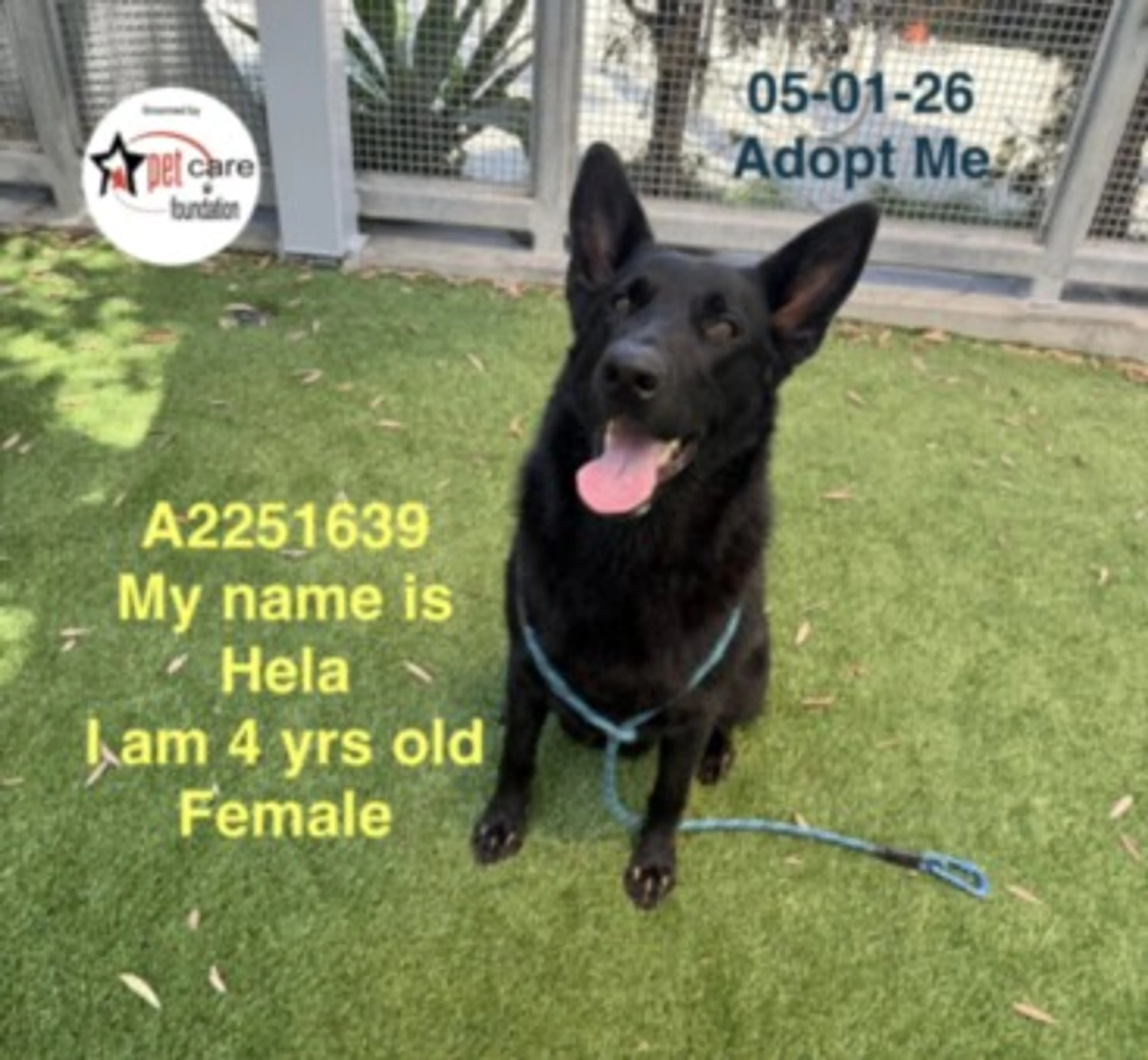 Found pet