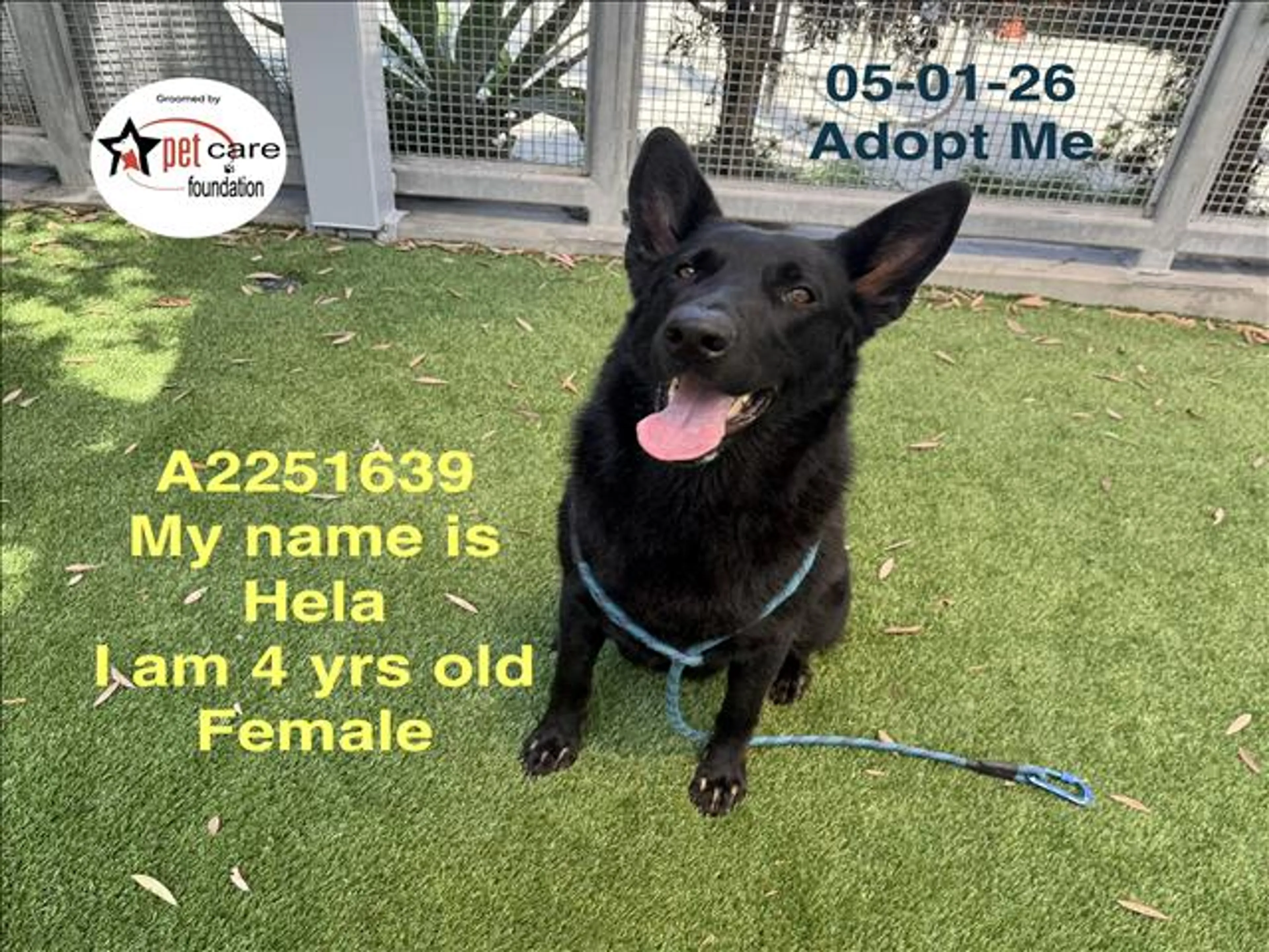 Found pet