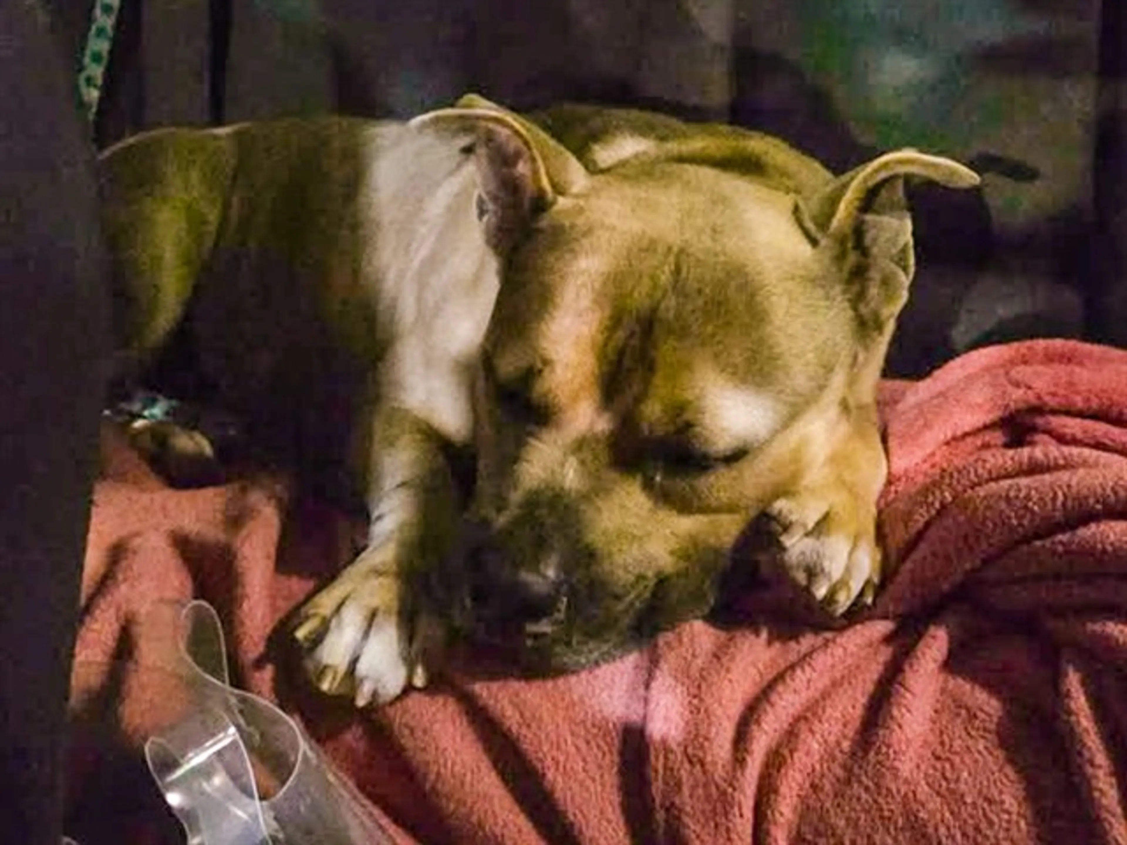 Found pet