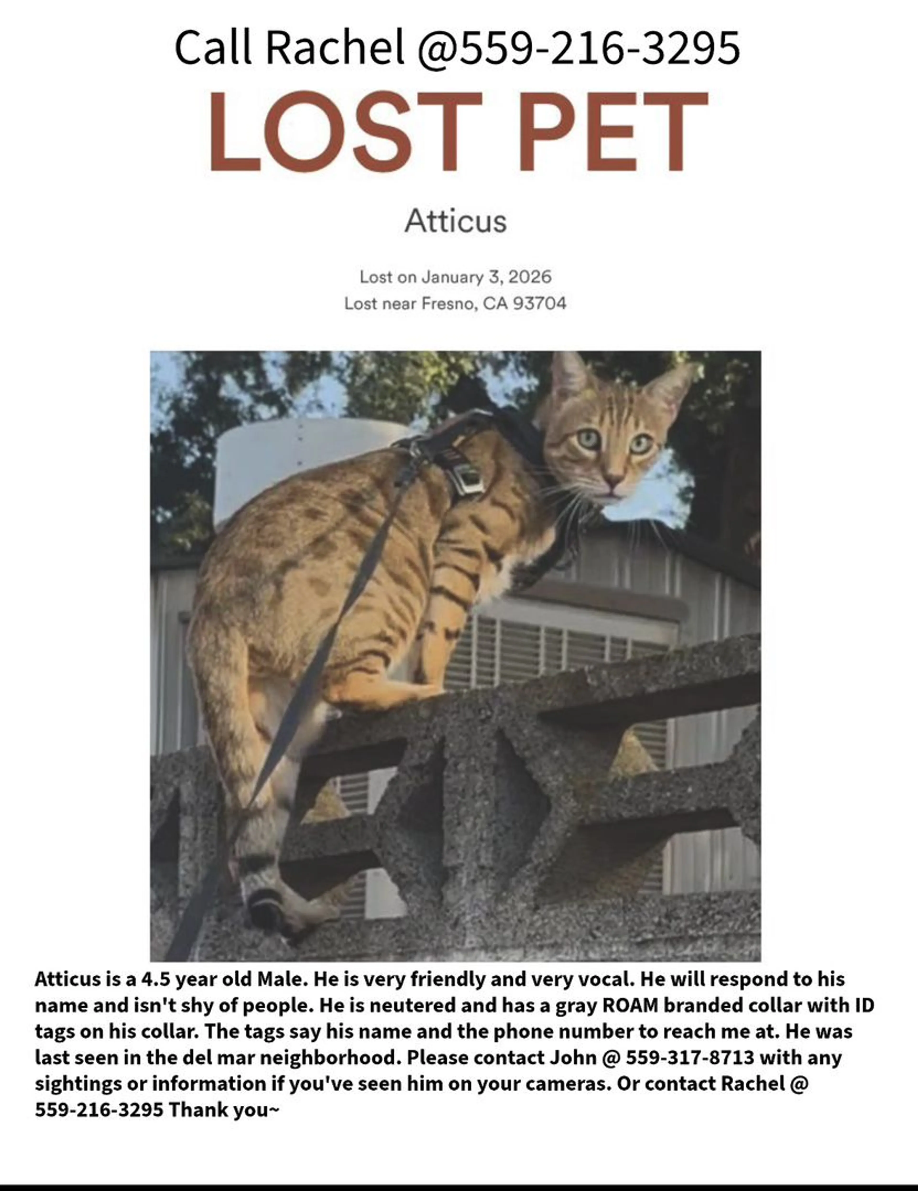 Lost pet-0