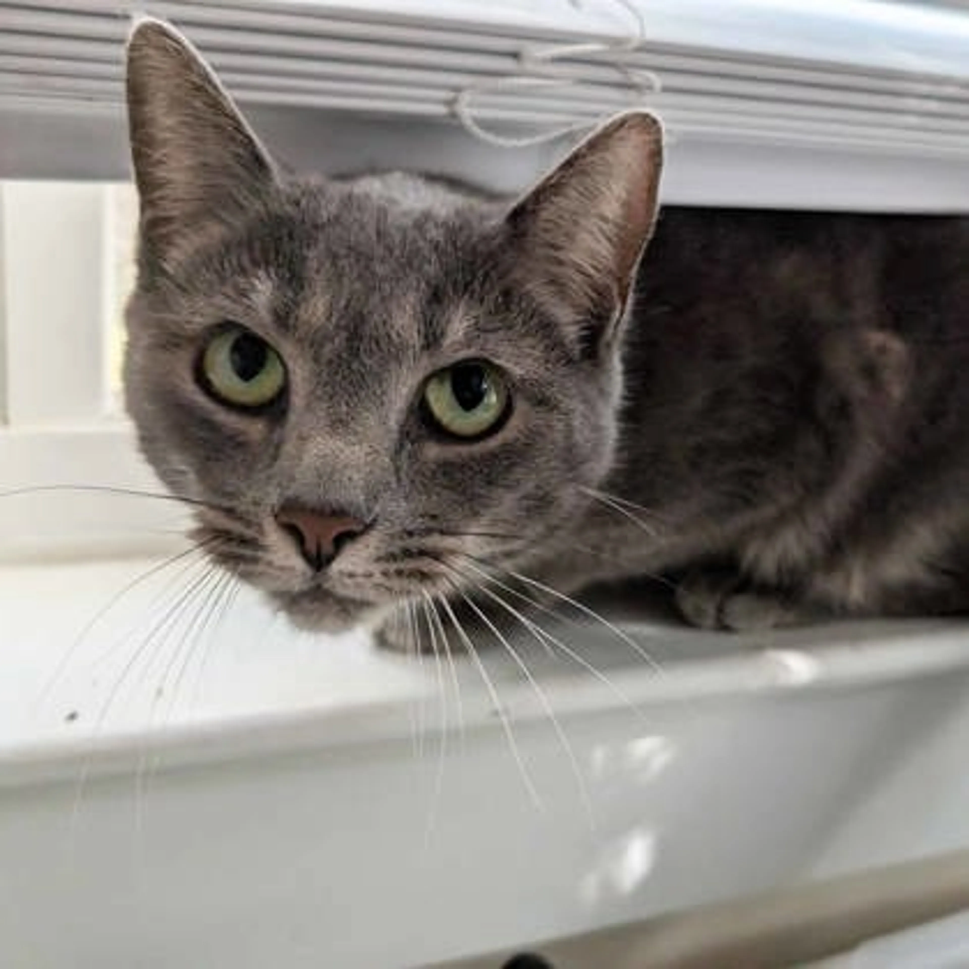 Found pet-2