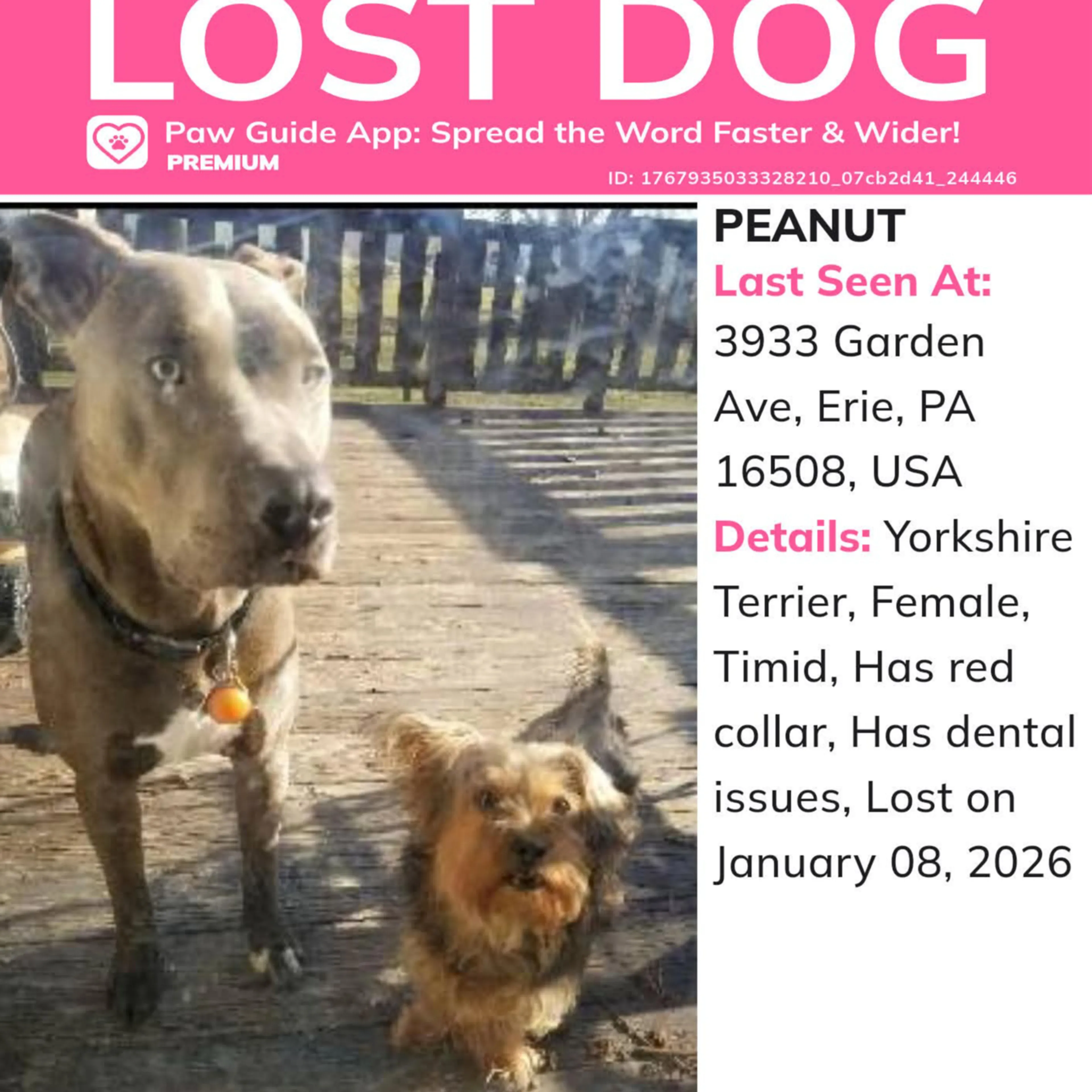 Lost pet-3