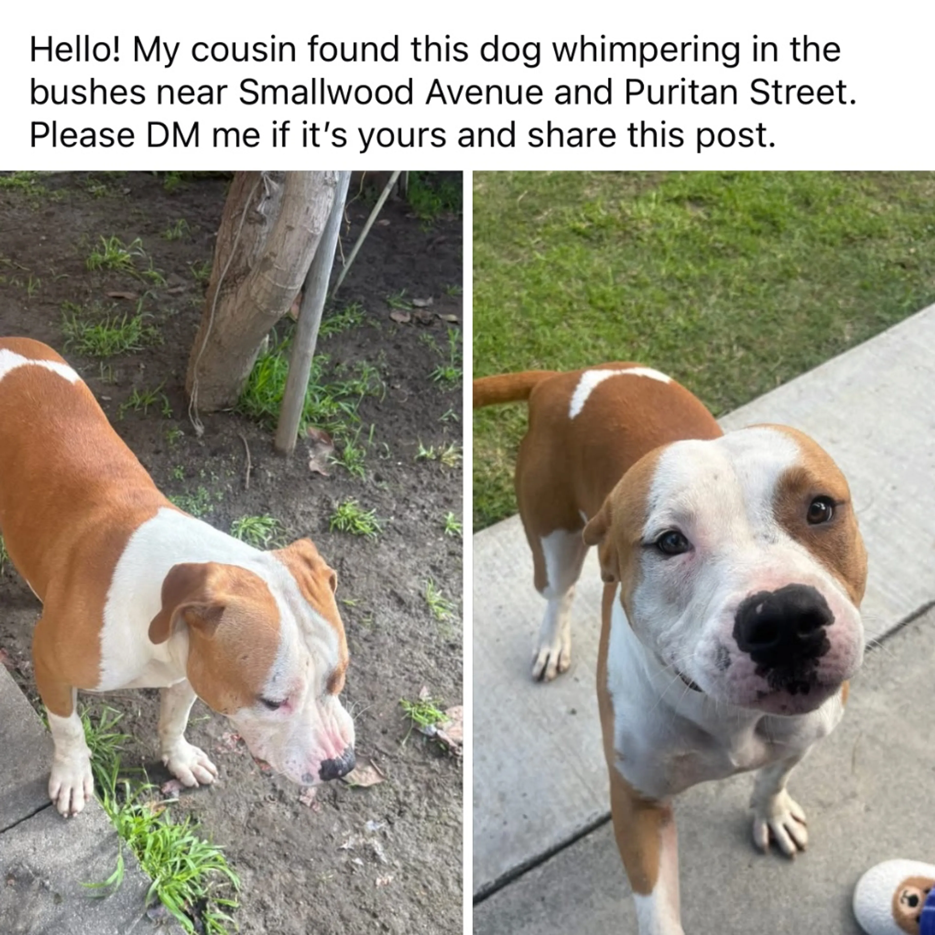 Found pet