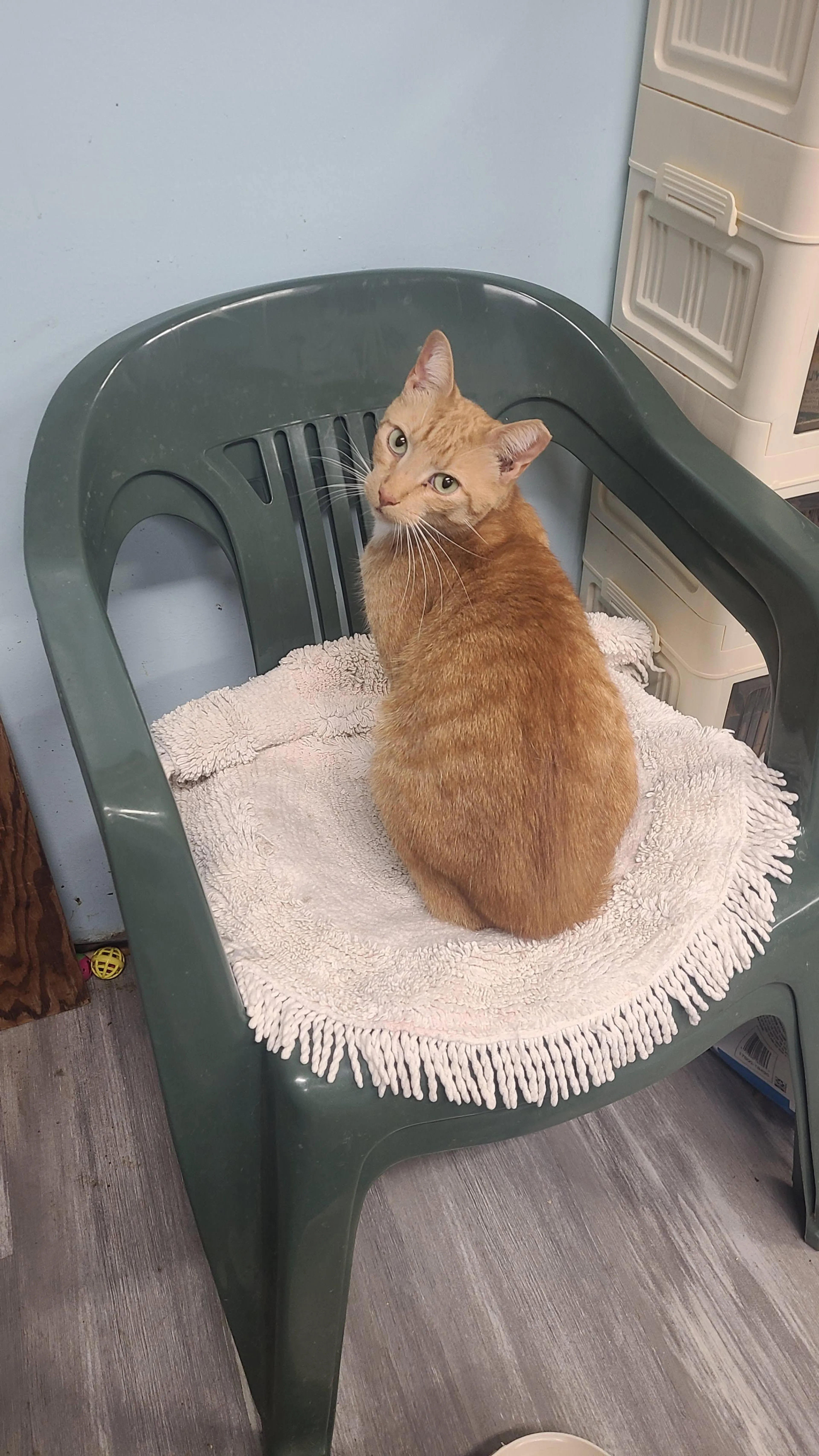 Found pet-2