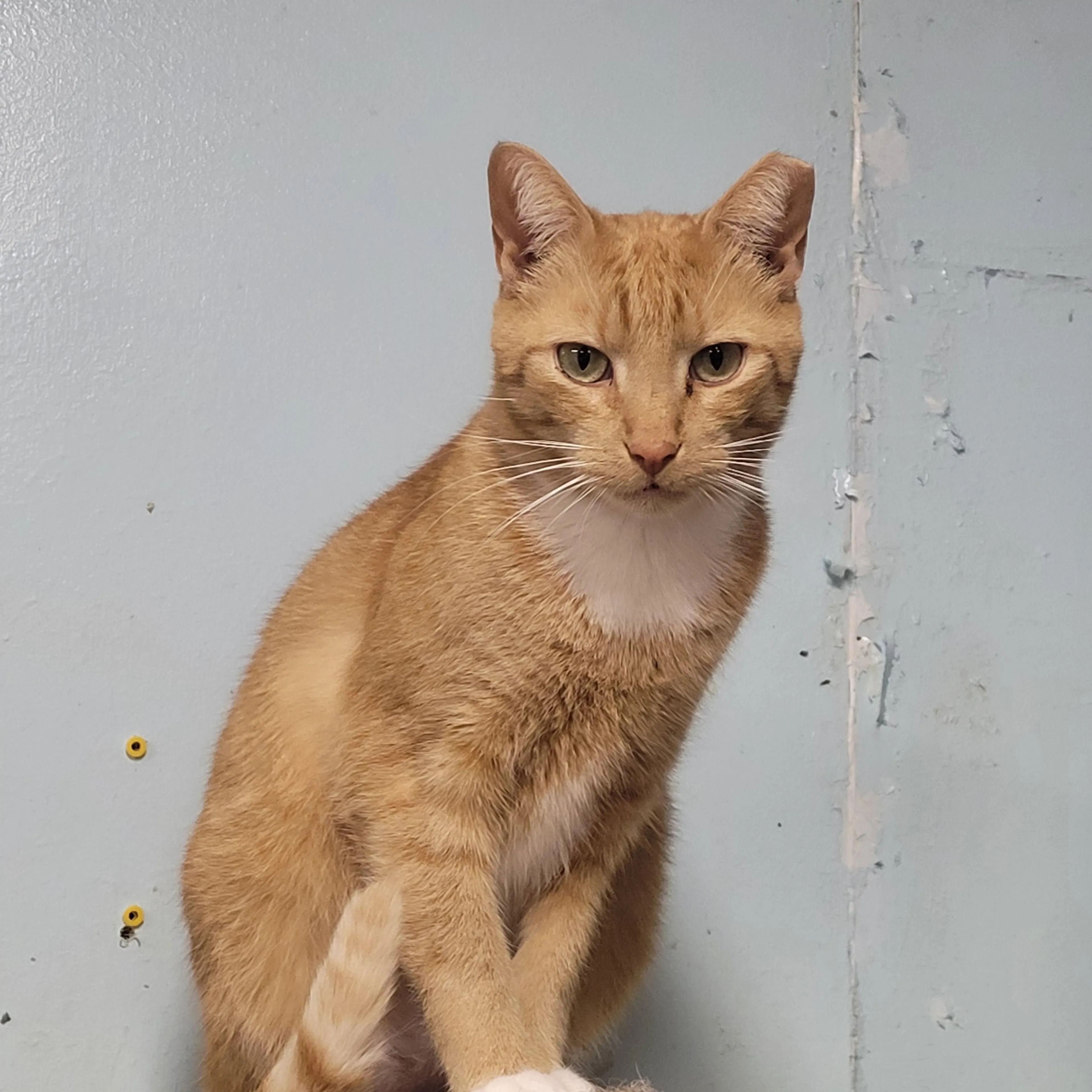 Found pet-3