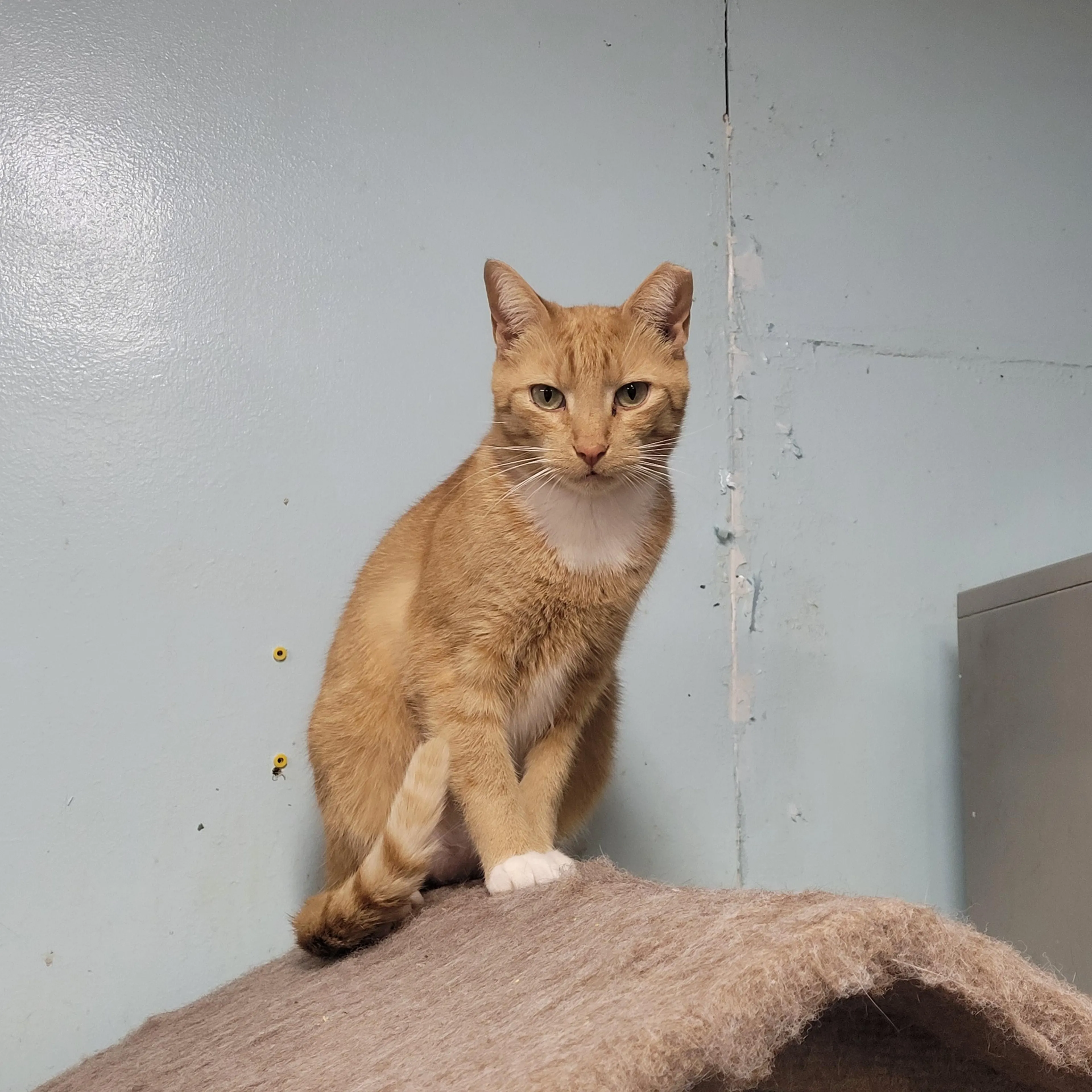 Found pet-5