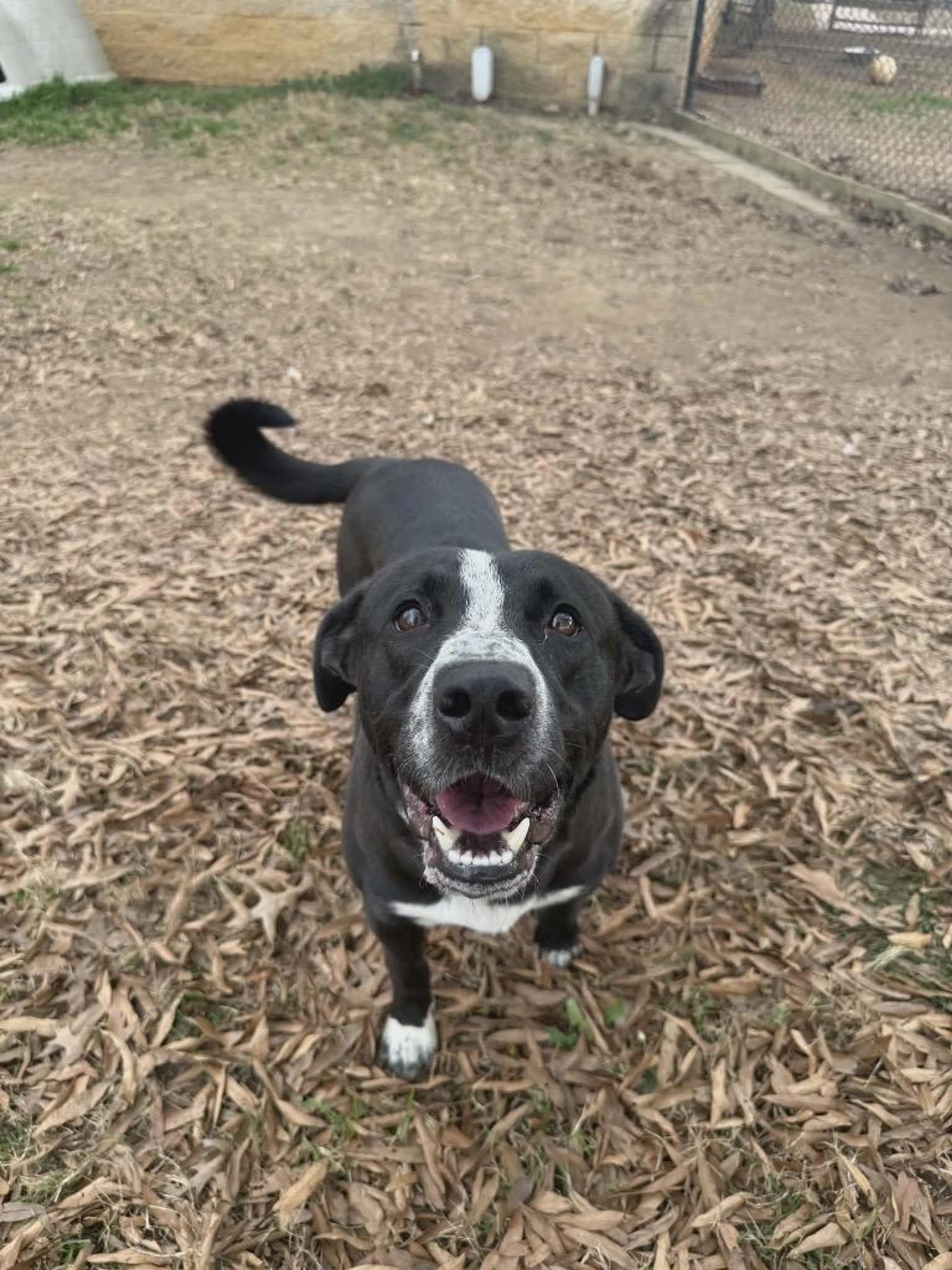 Found pet-1