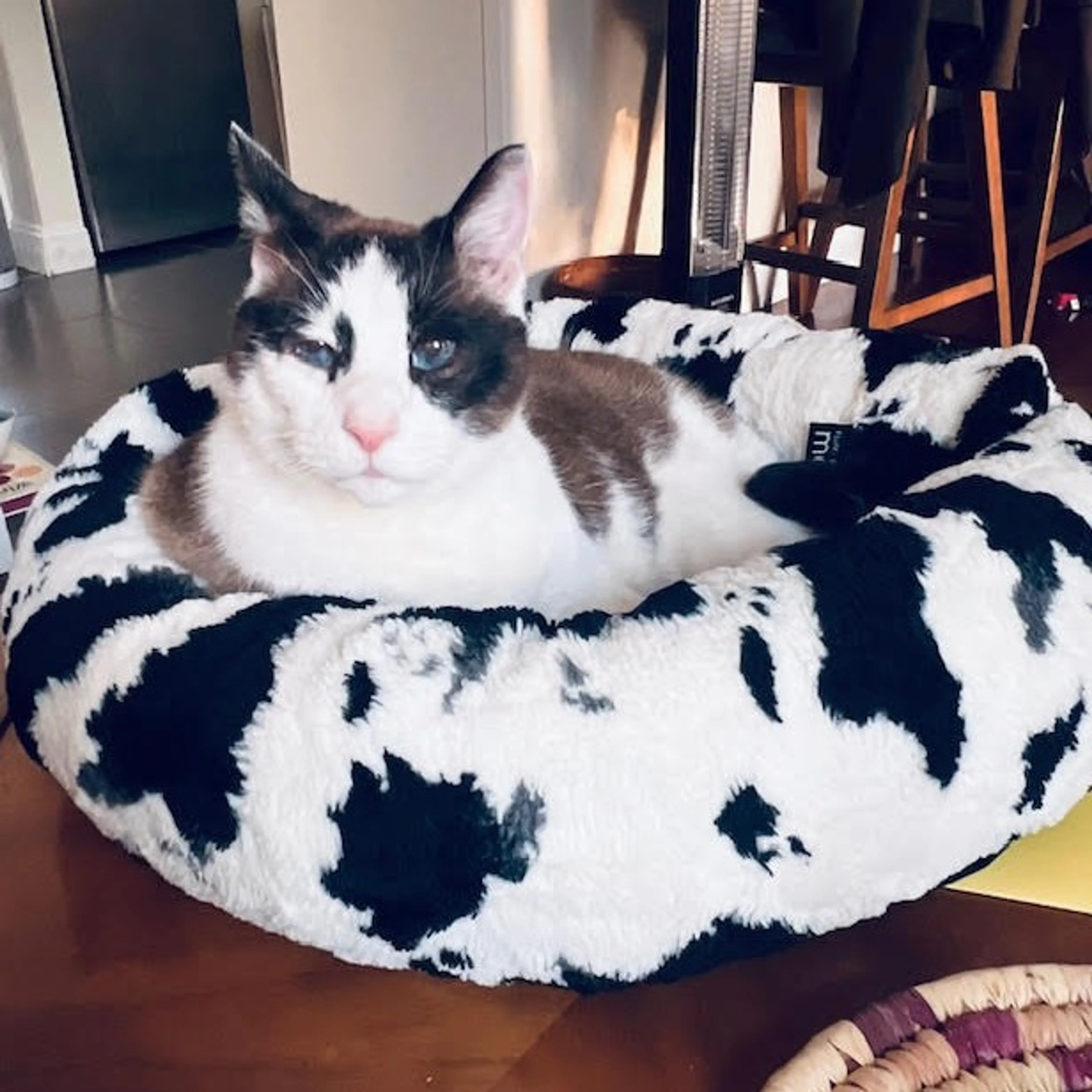 Found pet-1