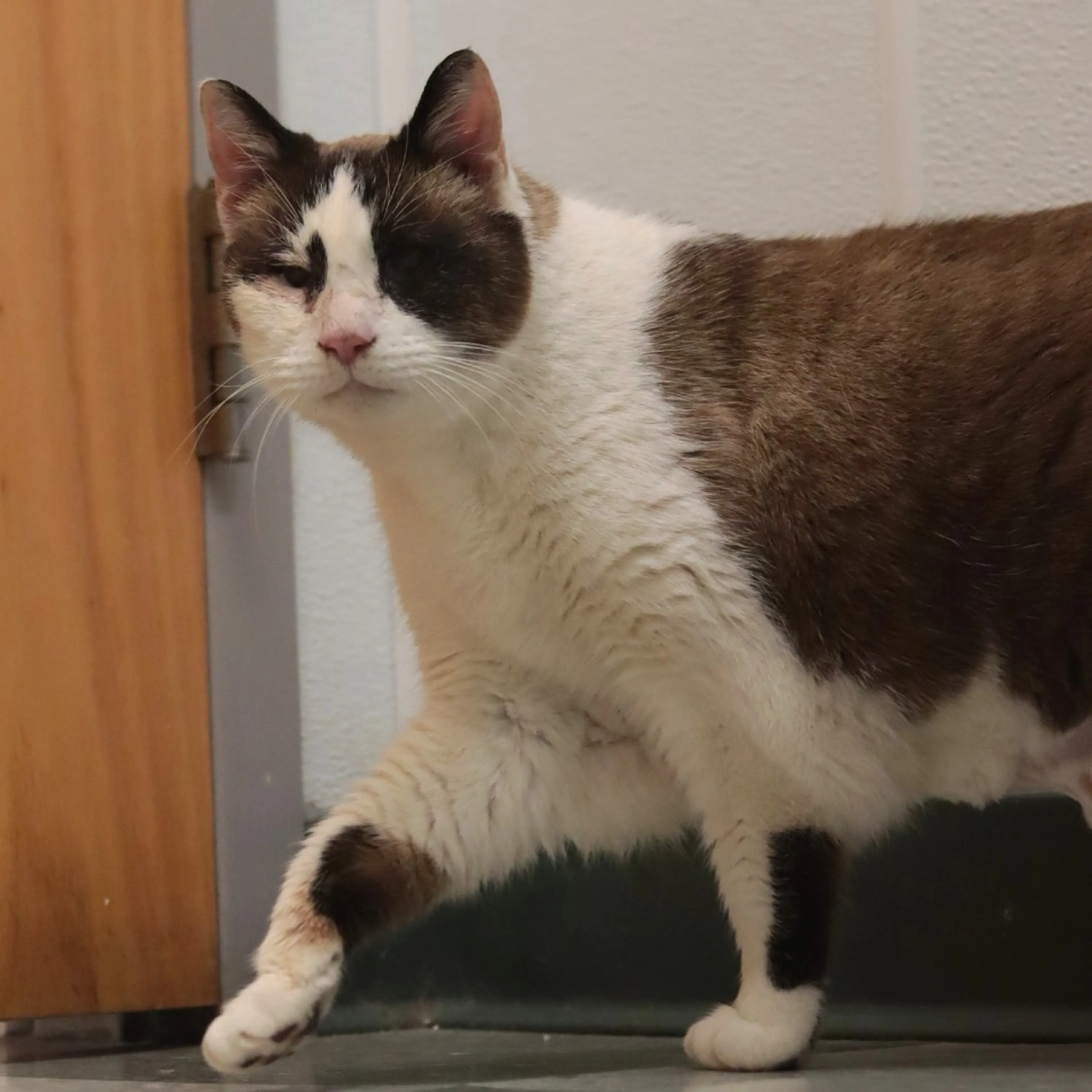 Found pet-16