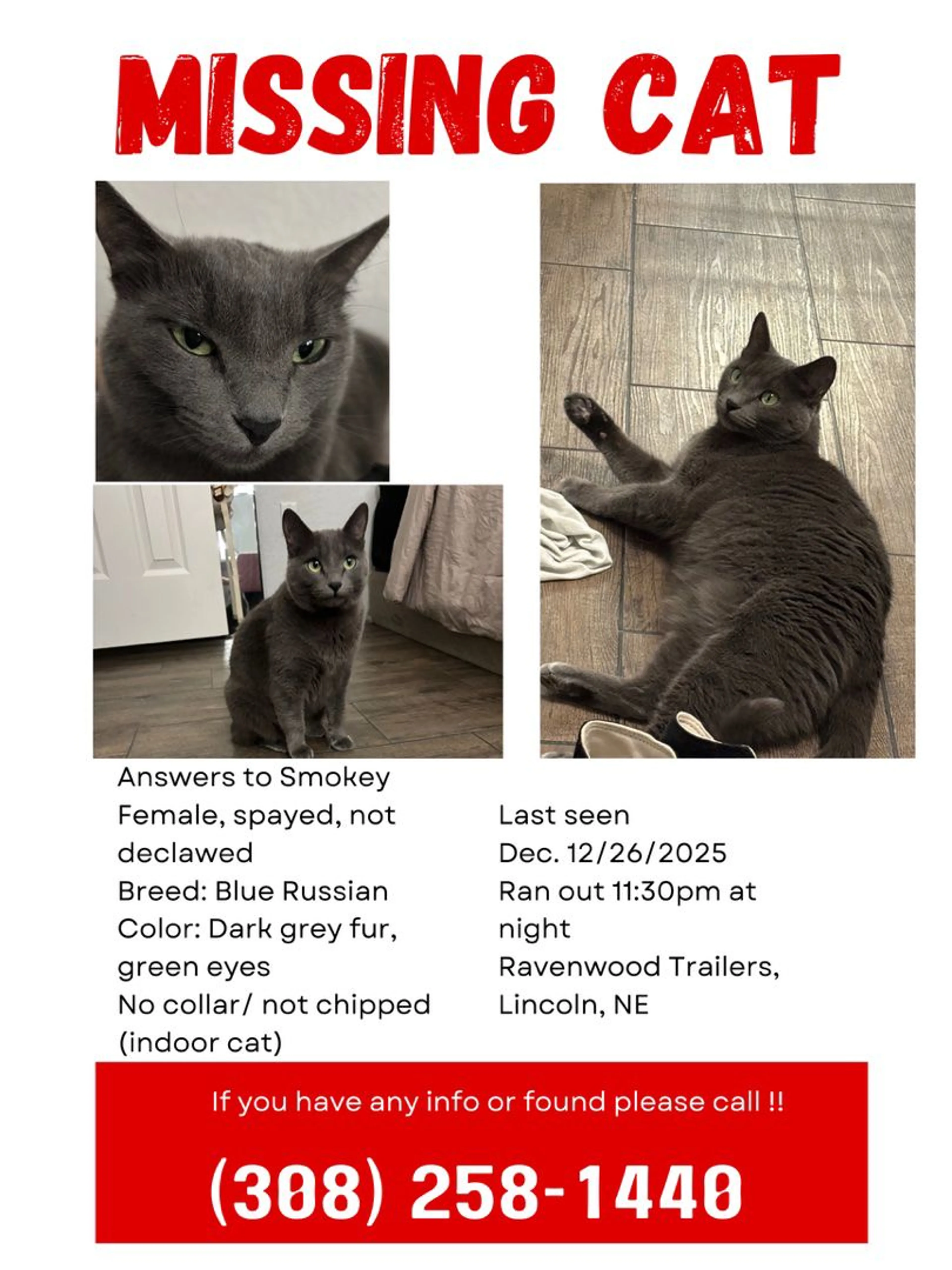 Lost pet